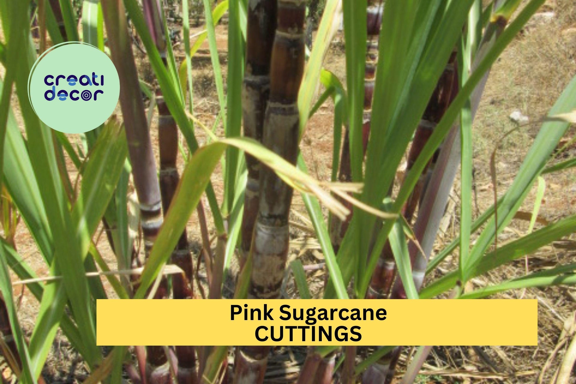 Pink Sugarcane Cuttings – Rooted 5-Pack with 10+ Nodes – Saccharum officinarum – Tropical Edible Garden or Container Plant