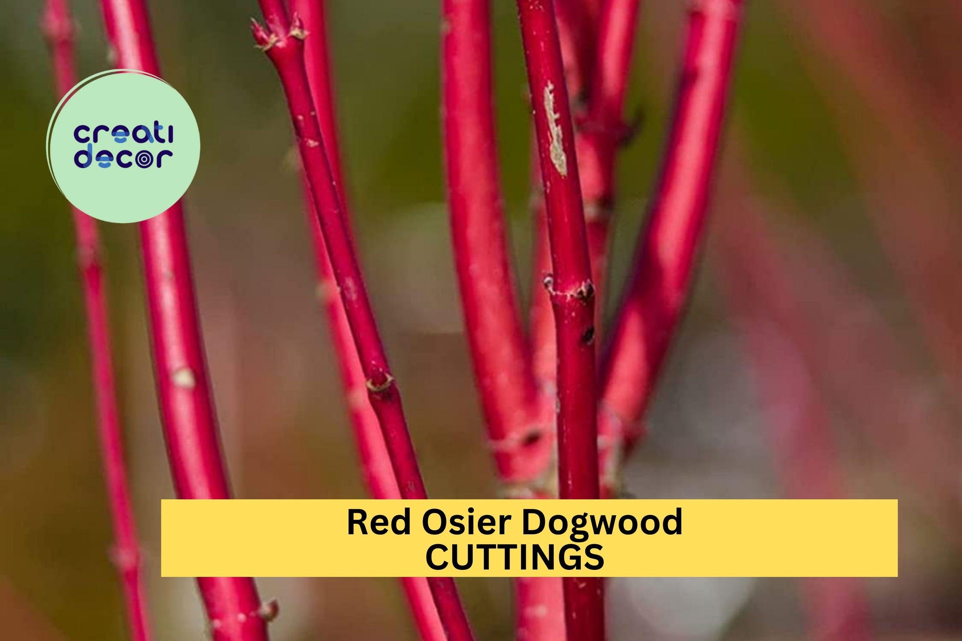 Red Osier Dogwood Cuttings – 30 Unrooted Hardwood Stems for Propagation, Landscaping & Hedgerows – Cornus sericea Native Shrub