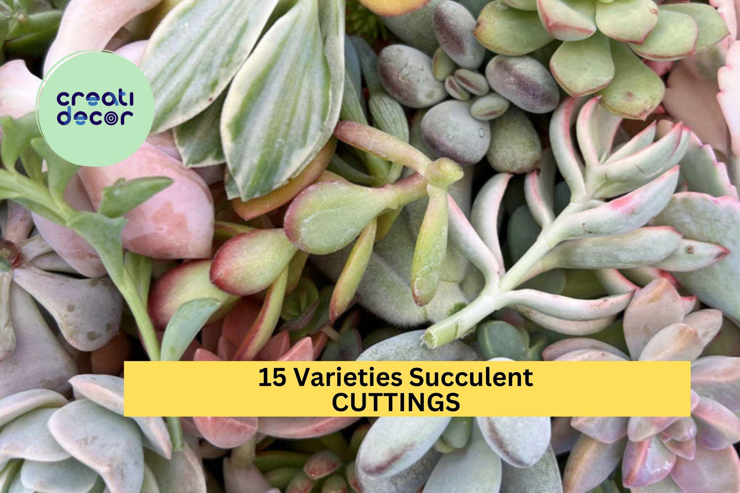 15 Succulent Cuttings Pack – Mixed Rosettes & String Varieties for DIY Arrangements, Pots & Crafts – Unrooted, Fresh, USA