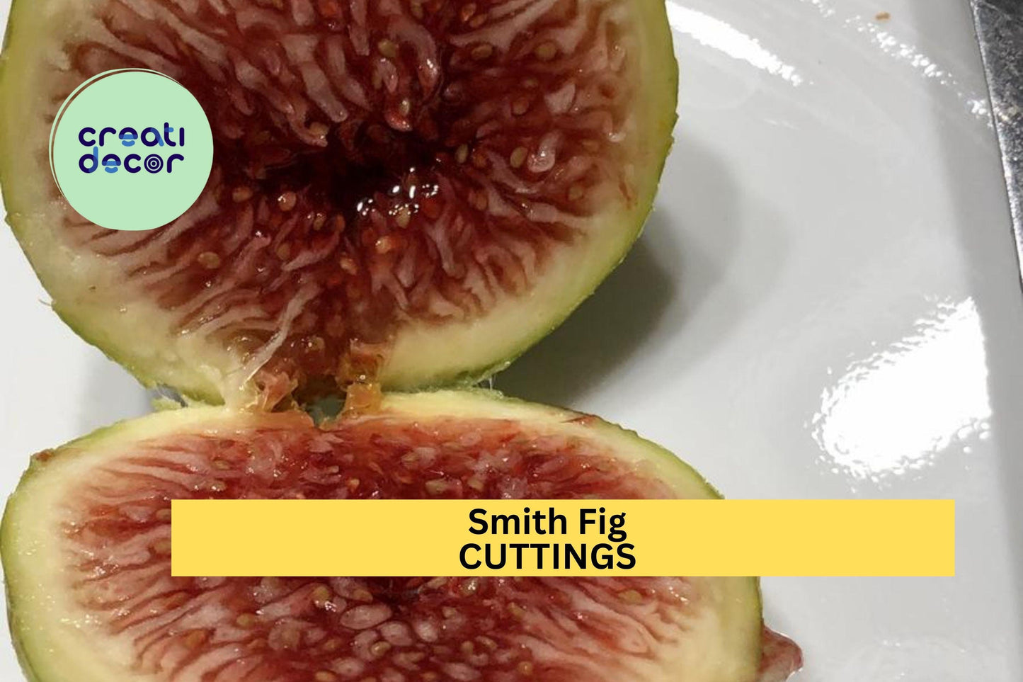 Smith Fig Cutting – 6-10 Inch Hardwood Propagation for Ficus carica 'Smith' Heirloom Fruit Tree