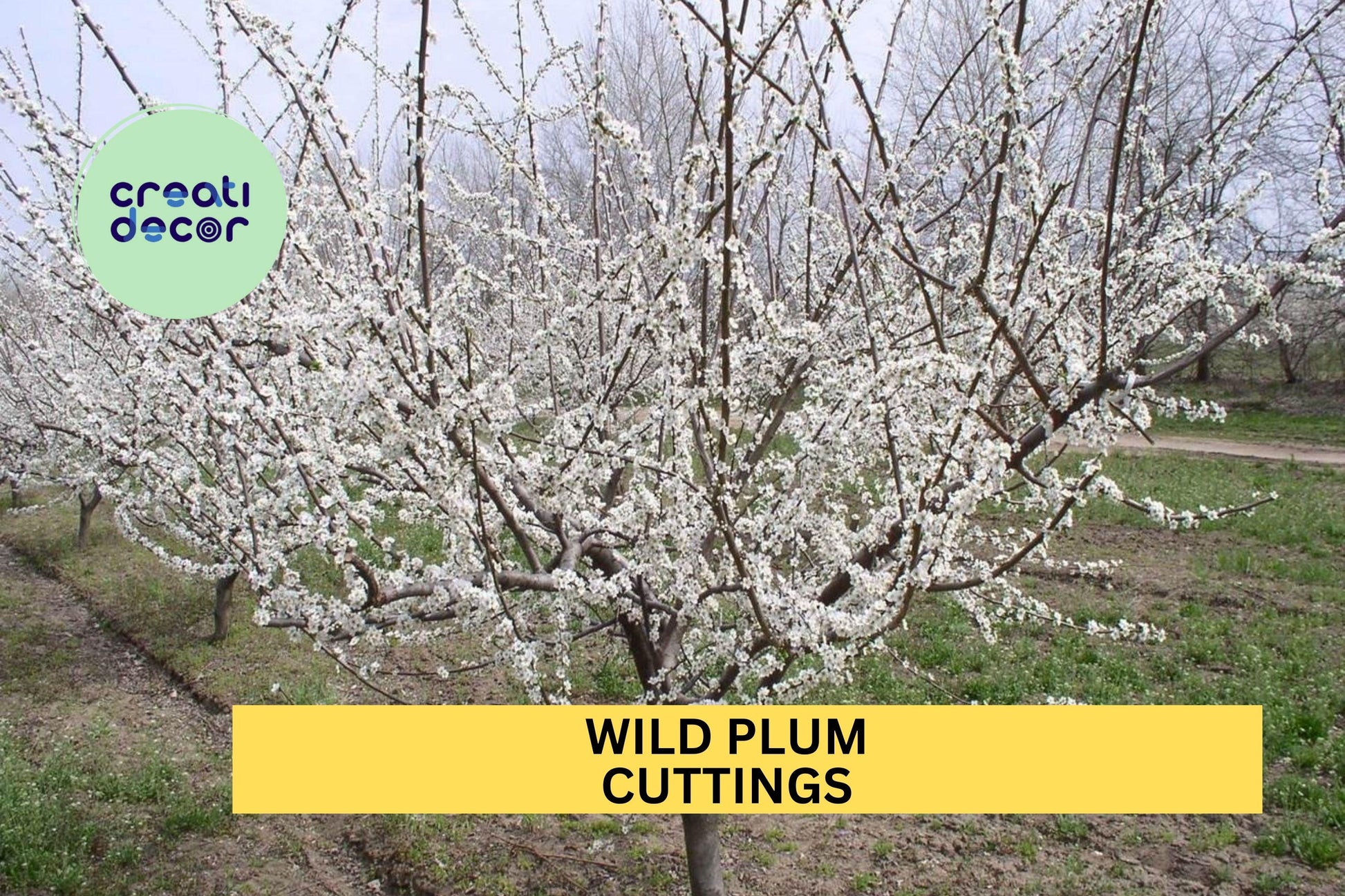 Wild Plum Hardwood Cuttings – Set of 12 Unrooted Prunus americana for Propagation, Edible Fruit Trees, Wildlife & Landscaping