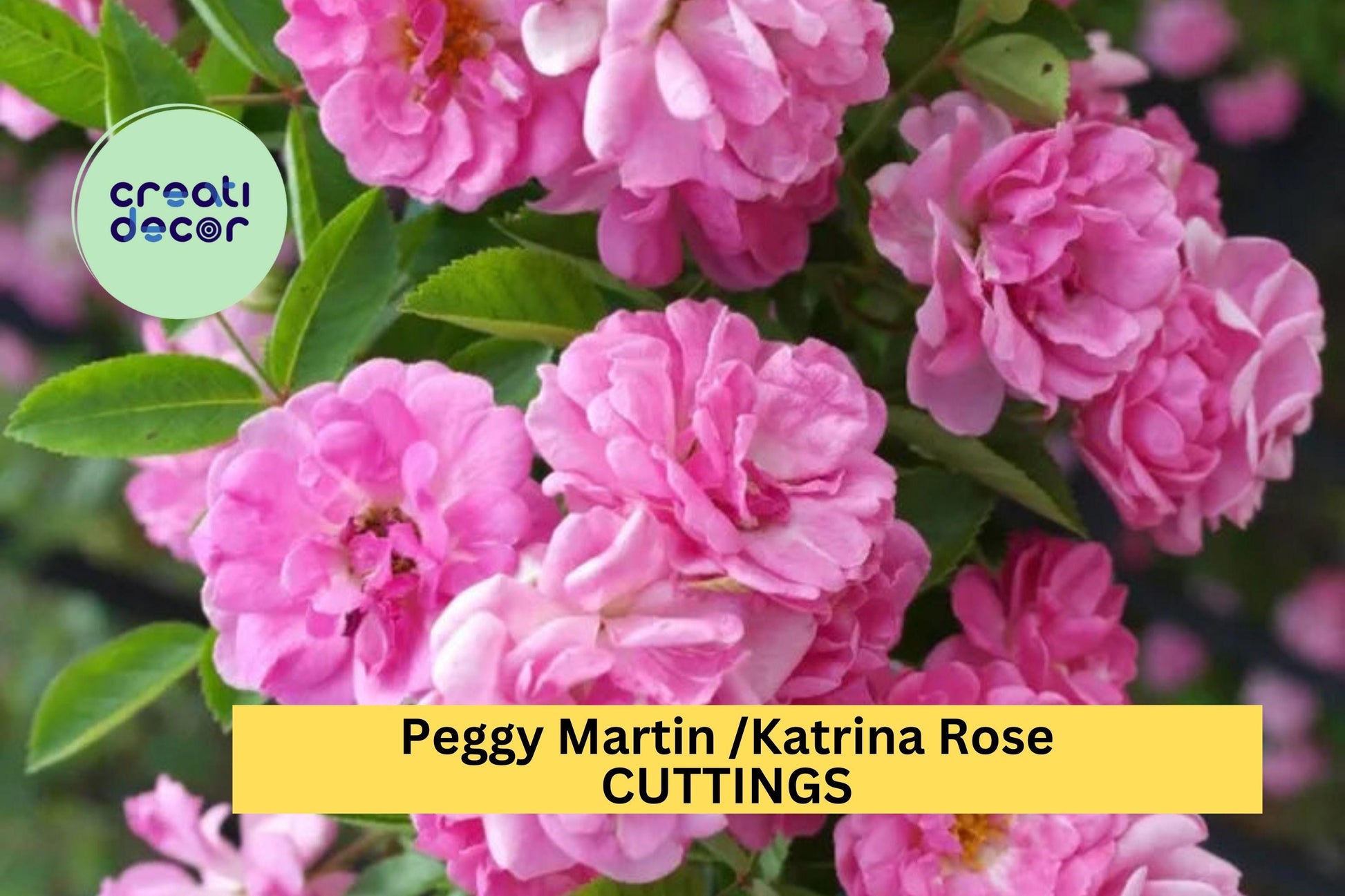 Peggy Martin Climbing Rose Cuttings – Thornless Pink Heirloom Rose – Rosa ‘Peggy Martin’ – Garden Trellis, Fence, Arbor Propagation