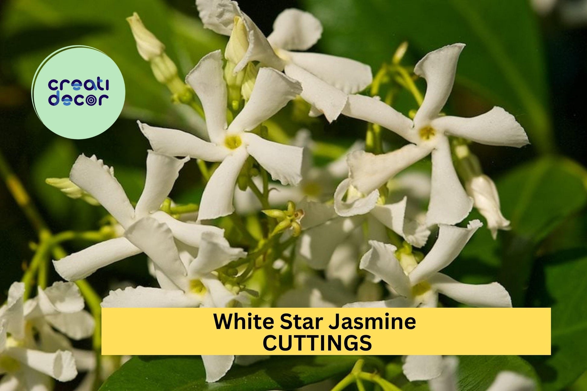 Star Jasmine Cuttings | Unrooted Climbing Vine with Fragrant White Flowers | Trachelospermum jasminoides