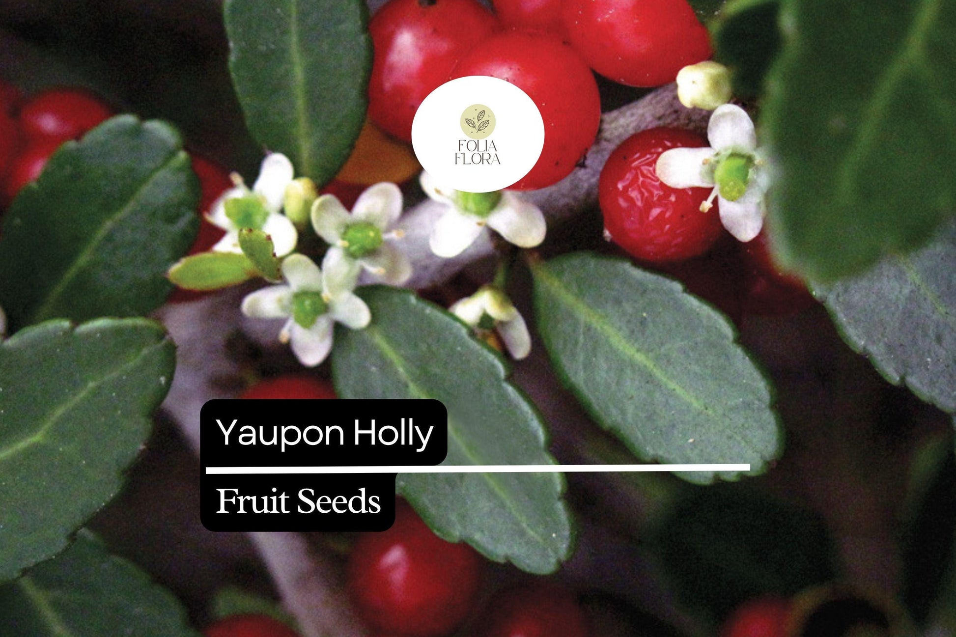 25 Organic Yaupon Holly Seeds Ilex vomitoria Native Evergreen Shrub for Hedging & Wildlife