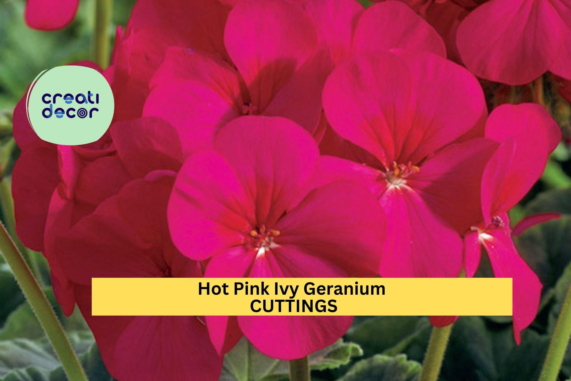 Hot Pink Ivy Geranium Cuttings | Pelargonium peltatum Trailing Flower Vine for Baskets & Containers