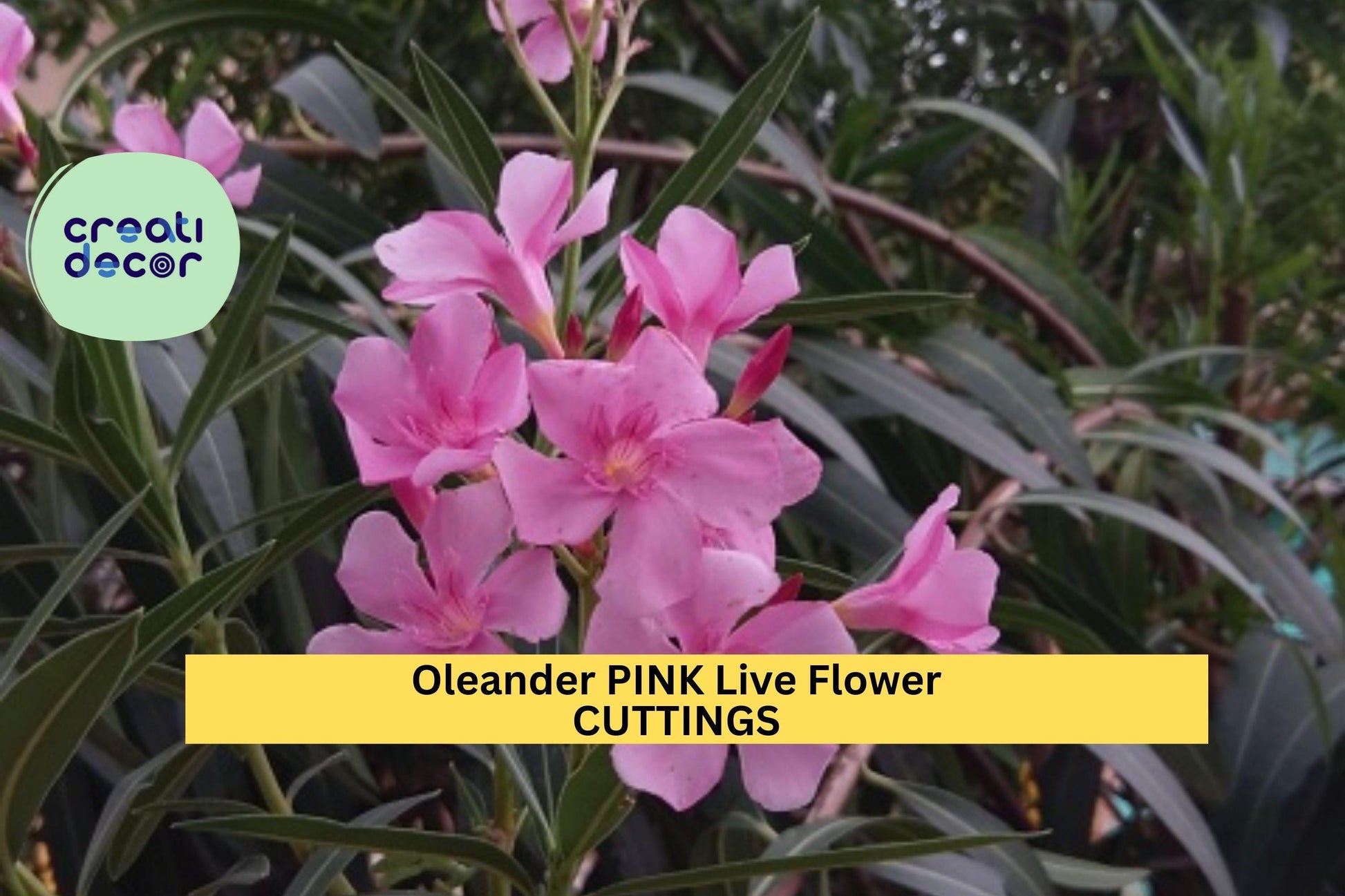 Pink Oleander Cuttings - 7" Unrooted Nerium Oleander Live Shrub Propagation Material