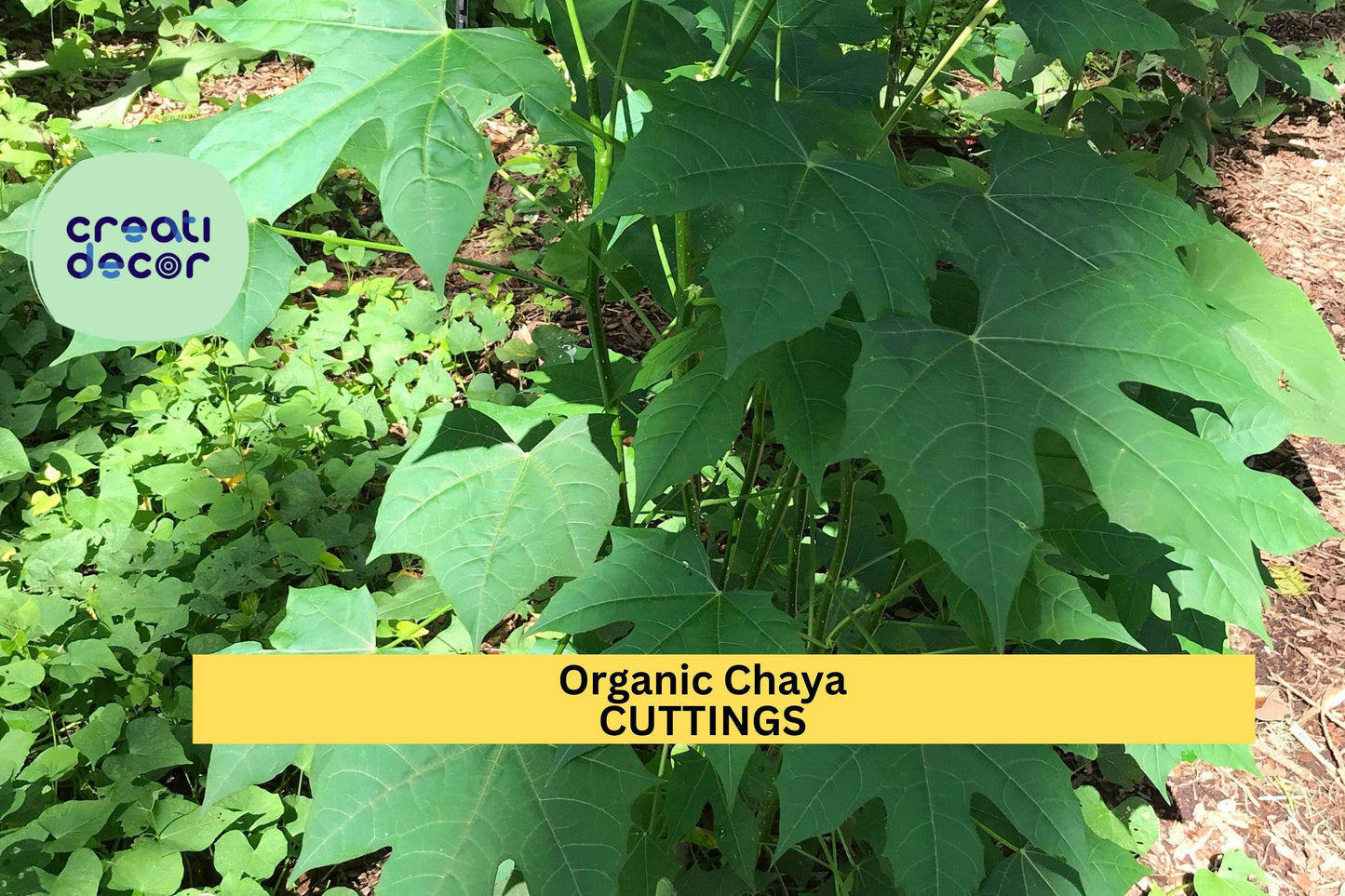Organic Chaya Cuttings – Mexican Tree Spinach Starter – Cnidoscolus Aconitifolius – Edible Garden Plant, Fast-Growing, Drought Tolerant