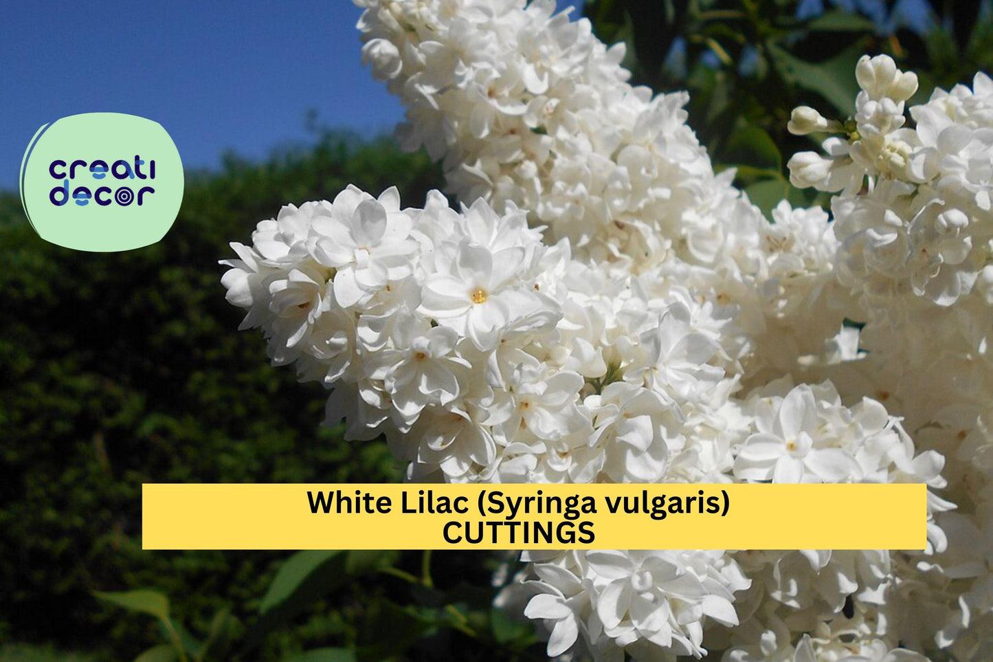 White Lilac Cuttings 6–7" Syringa vulgaris Dormant Unrooted Propagation Starter