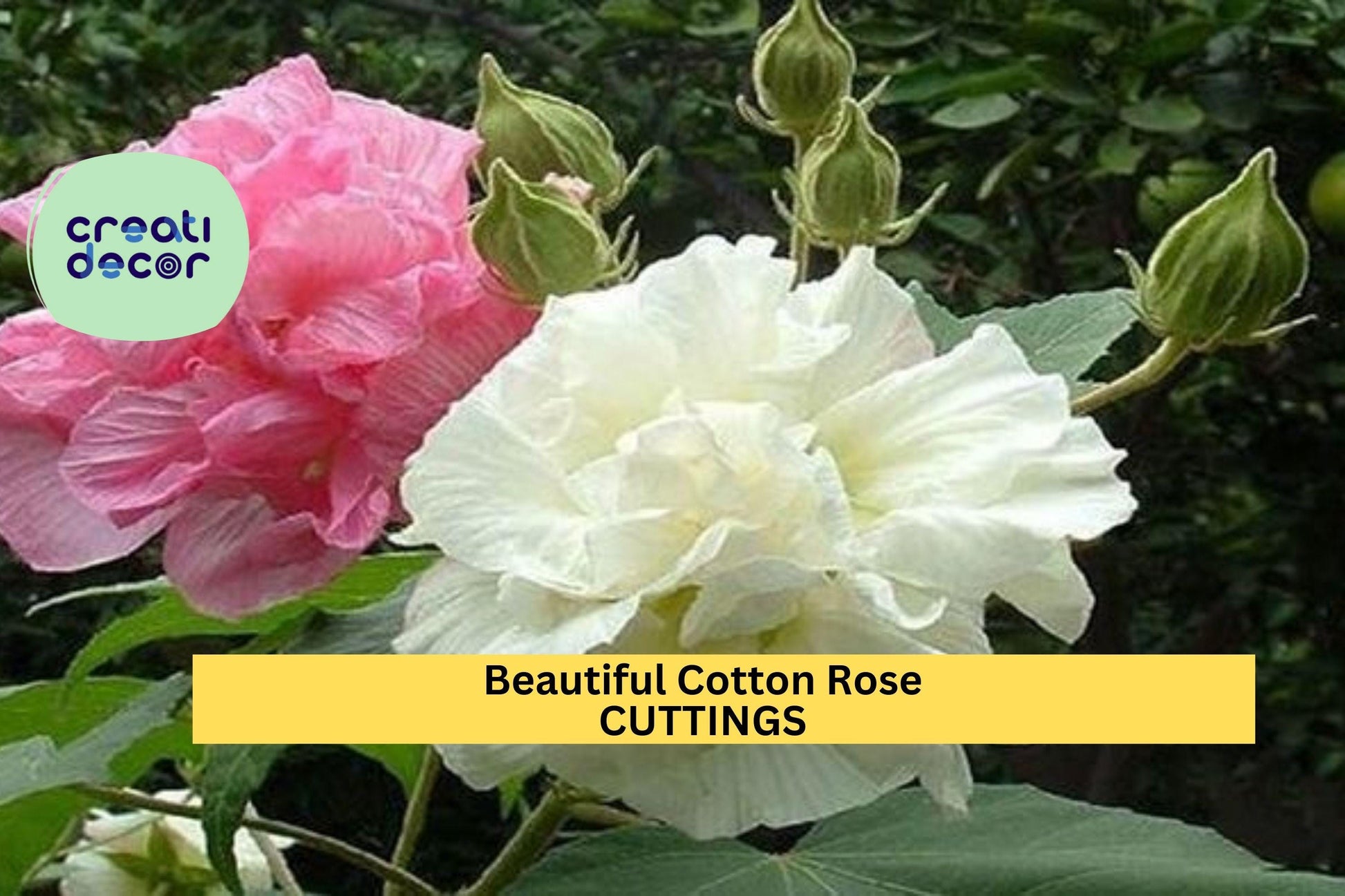 Cotton Rose Cuttings, Hibiscus mutabilis, Color-Changing Blooms, Flowering Shrub Starter, Unrooted Garden Plant
