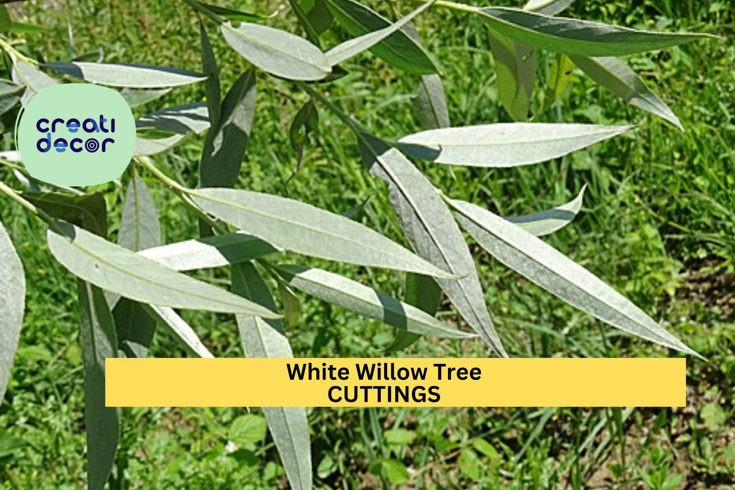 White Willow Tree Cuttings | 5+ Salix Alba Unrooted Stems for Water-Edge, Shade & Erosion Control | Fast-Growing Ornamental Tree