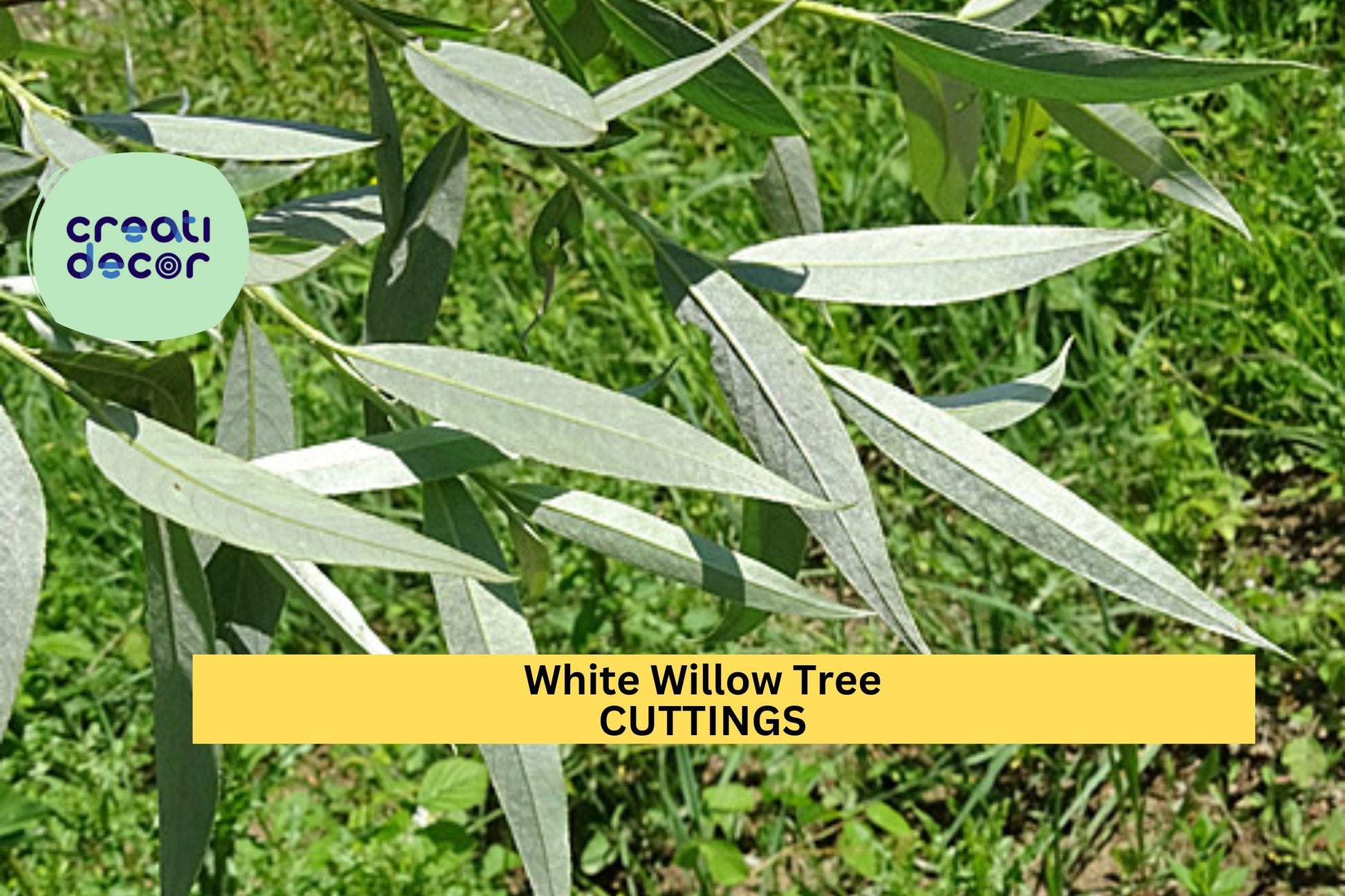 White Willow Tree Cuttings | 5+ Salix Alba Unrooted Stems for Water-Edge, Shade & Erosion Control | Fast-Growing Ornamental Tree
