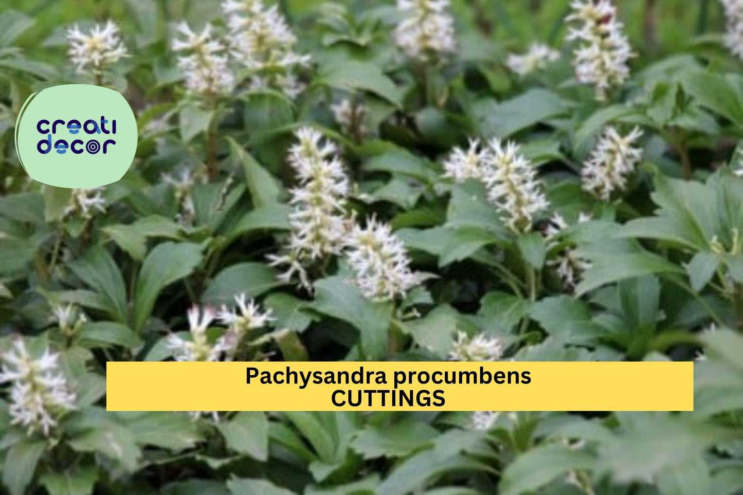 10 Rooted Pachysandra procumbens Cuttings | Native Ground Cover for Shade Gardens | Allegheny Spurge | Winter Hardy Perennial