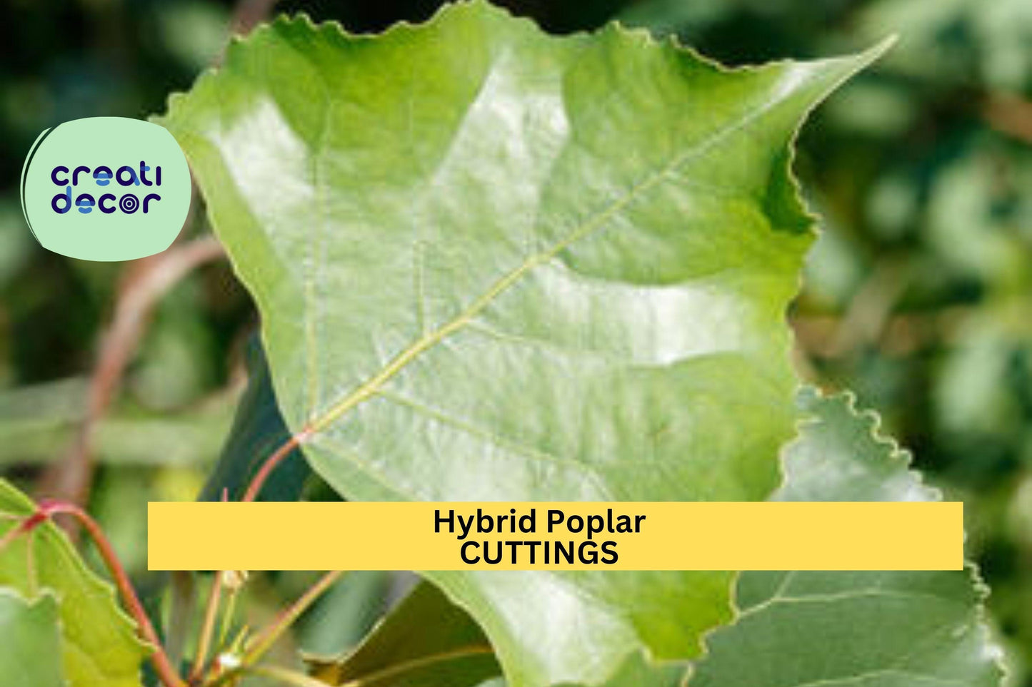 Hybrid Poplar OP-367 Cuttings | 10" Unrooted Fast-Growing Shade Tree Stems for Privacy Screen & Windbreaks | Populus deltoides × nigra
