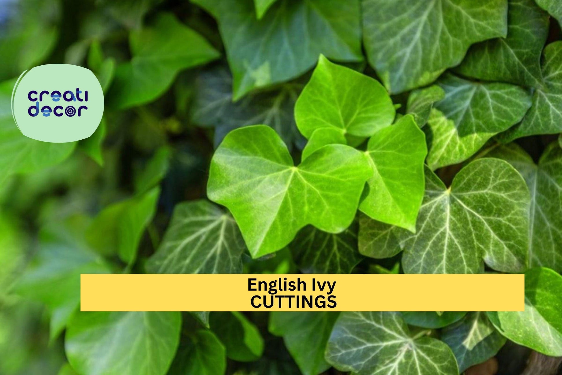 English Ivy Rooted Cuttings – Fast-Growing Evergreen Vine for Privacy, Ground Cover & Trellises – Hedera helix
