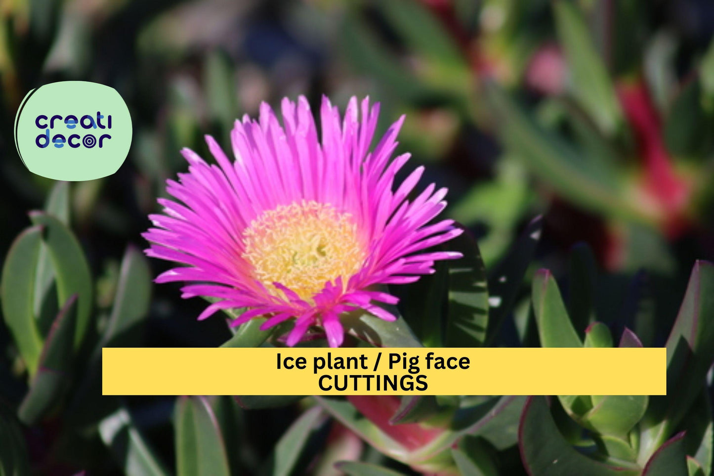 48 Ice Plant Cuttings | Live Succulent Ground Cover for Drought Tolerance | Delosperma spp.