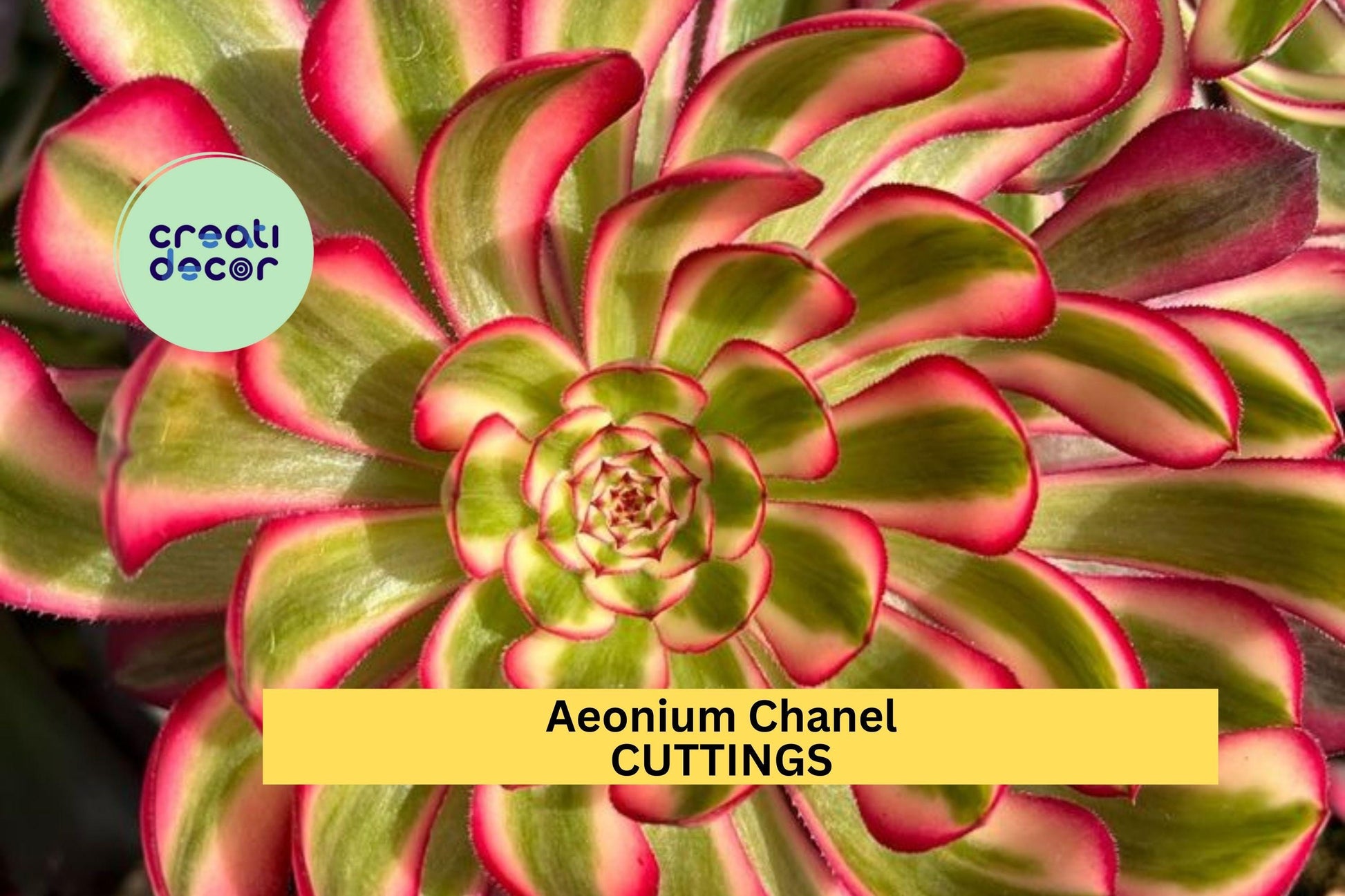 Aeonium 'Chanel' Succulent Cutting | 2.5" Rosette | Rare Hybrid Succulent | Unrooted Starter Plant for Propagation