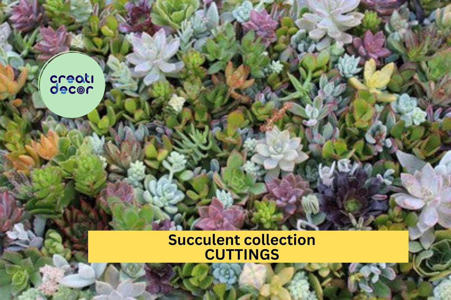 Assorted Succulent Cuttings Pack | 30 Unique Varieties | Echeveria, Sedum, Crassula | Indoor Garden, Propagation, Gift