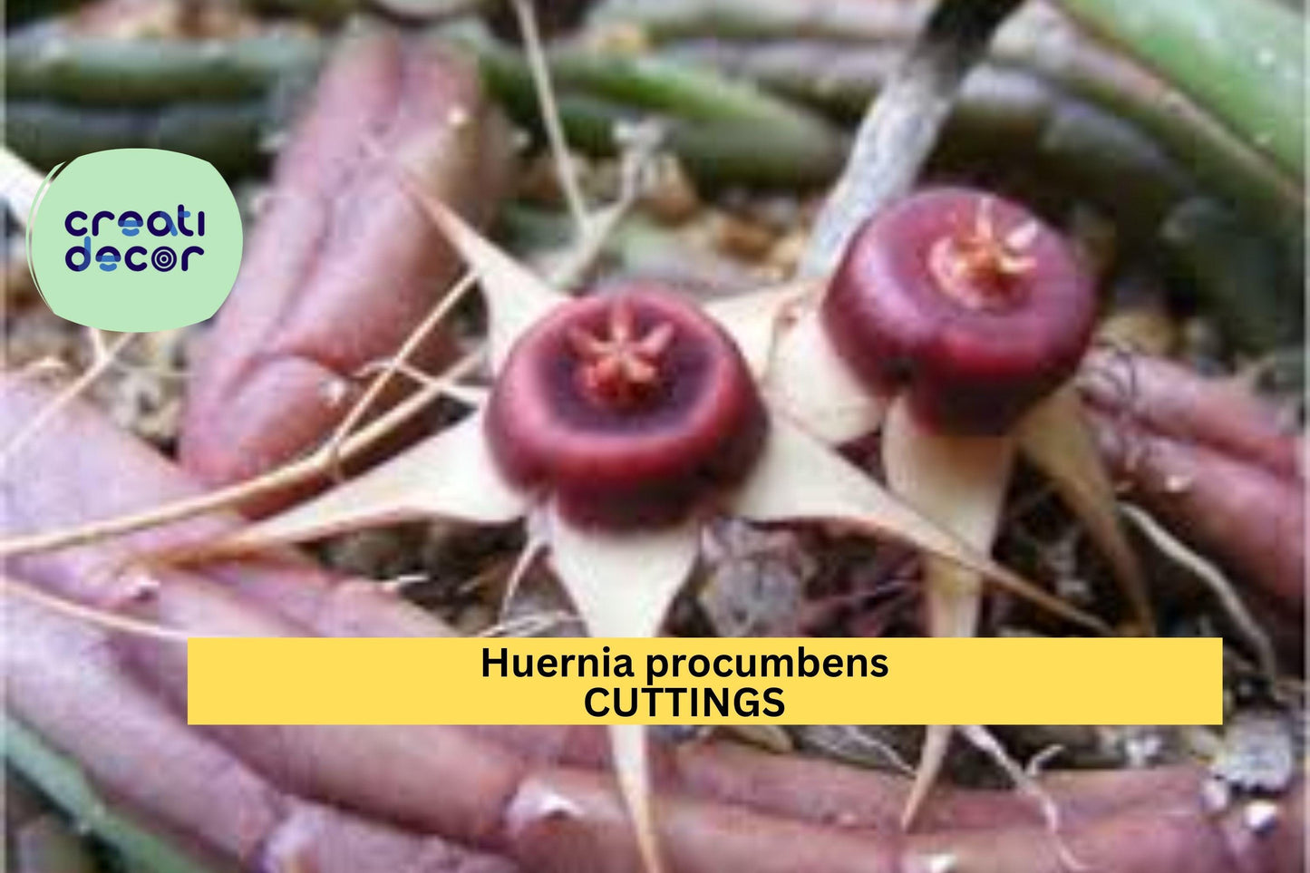 Huernia procumbens Cutting Set of 3 | Unrooted Succulent Star-Shaped Blooms | Trailing Stapeliad Plant