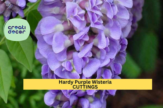 10 Hardy Wisteria Cuttings – Purple Flowering Climber for Trellis, Fence, or Pergola | Wisteria frutescens | Zones 4–9
