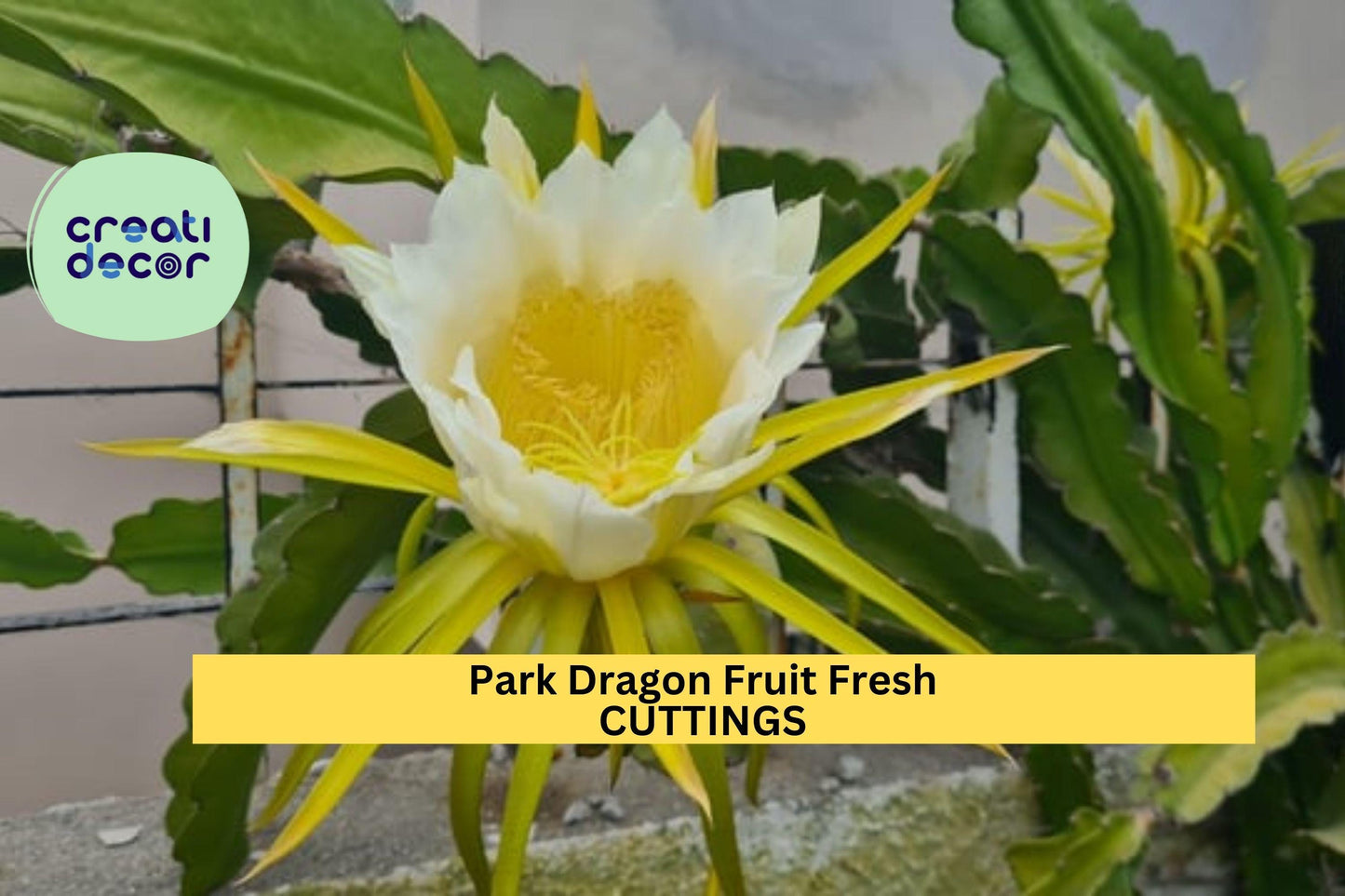 Set of 5 Unrooted Park Dragon Fruit Cuttings | Self-Pollinating Hylocereus for Tropical Garden & Propagation
