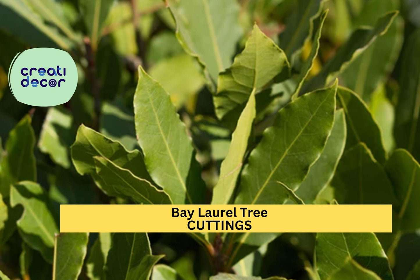 Bay Laurel Cuttings (5) | Culinary Herb Propagation | Laurus nobilis | Aromatic Edible Leaves | Fresh Unrooted Stem Clippings
