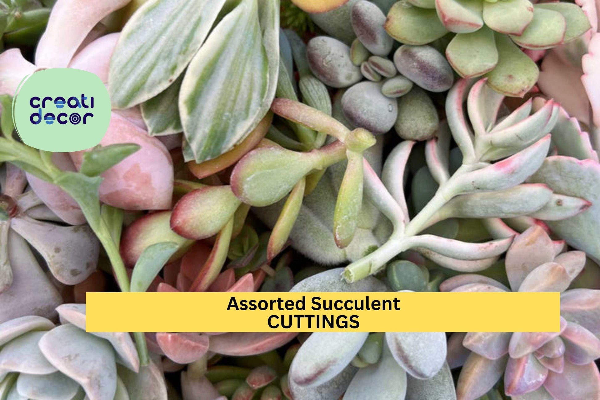 Assorted Succulent Cuttings Pack – 20+ Varieties, Unrooted, Indoor & Outdoor Propagation, Echeveria, Sedum, Kalanchoe, DIY Garden