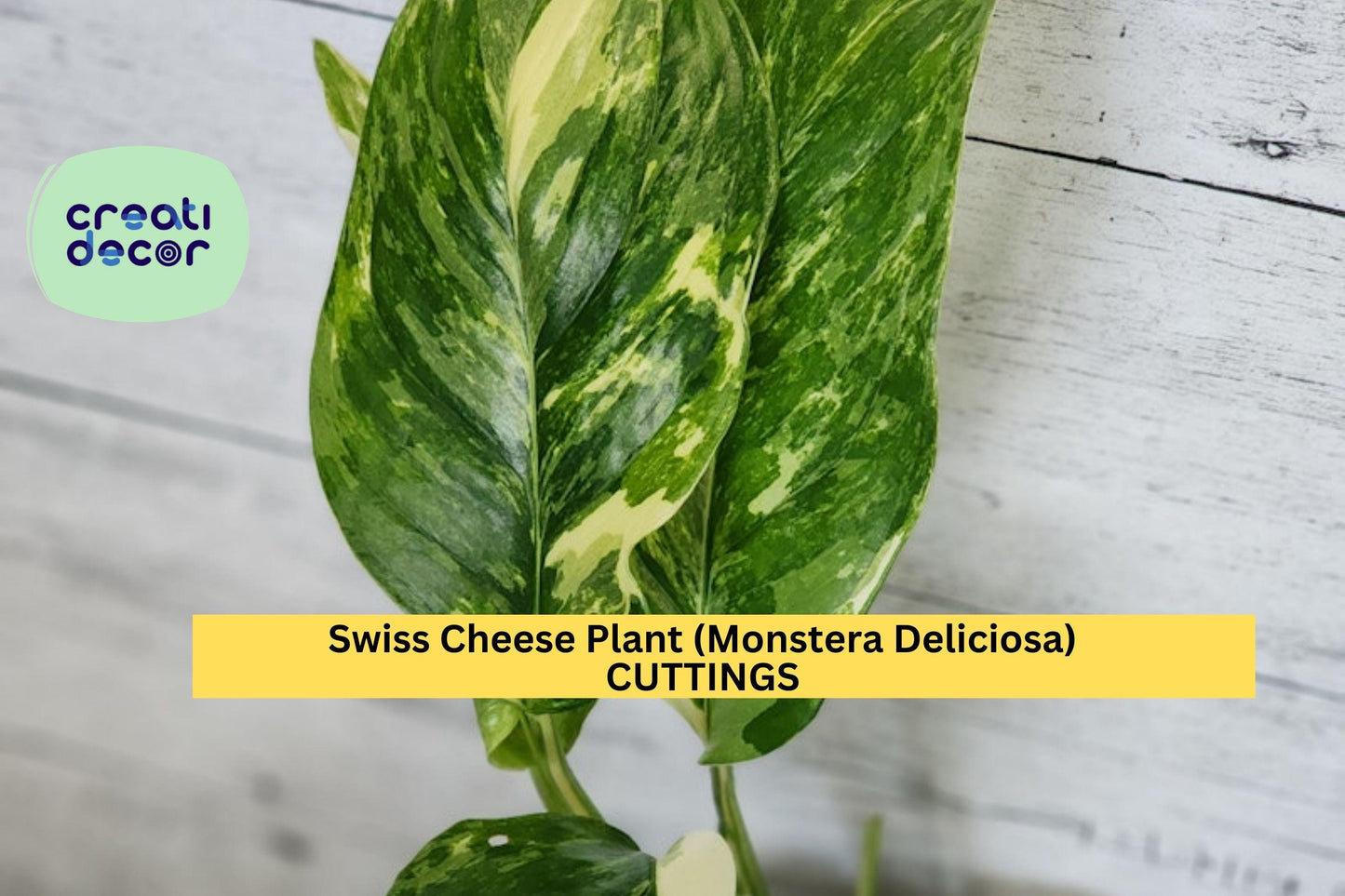Epipremnum Pinnatum Albo Variegated Cutting | Rare Indoor Aroid Vine | White-Marbled Epipremnum pinnatum
