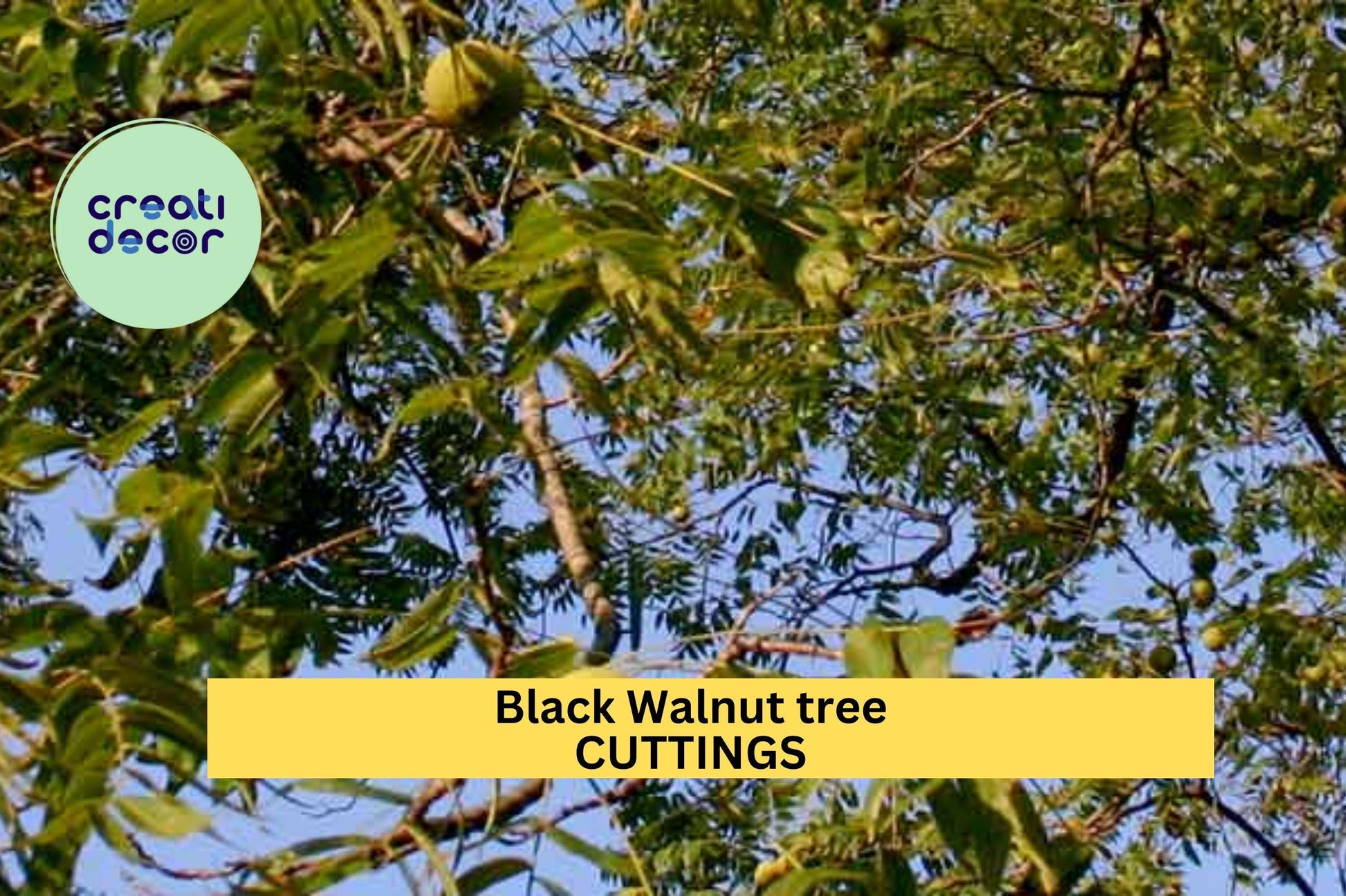 30 Black Walnut Tree Cuttings Juglans nigra Hardwood Propagation for Food Forest & Reforestation