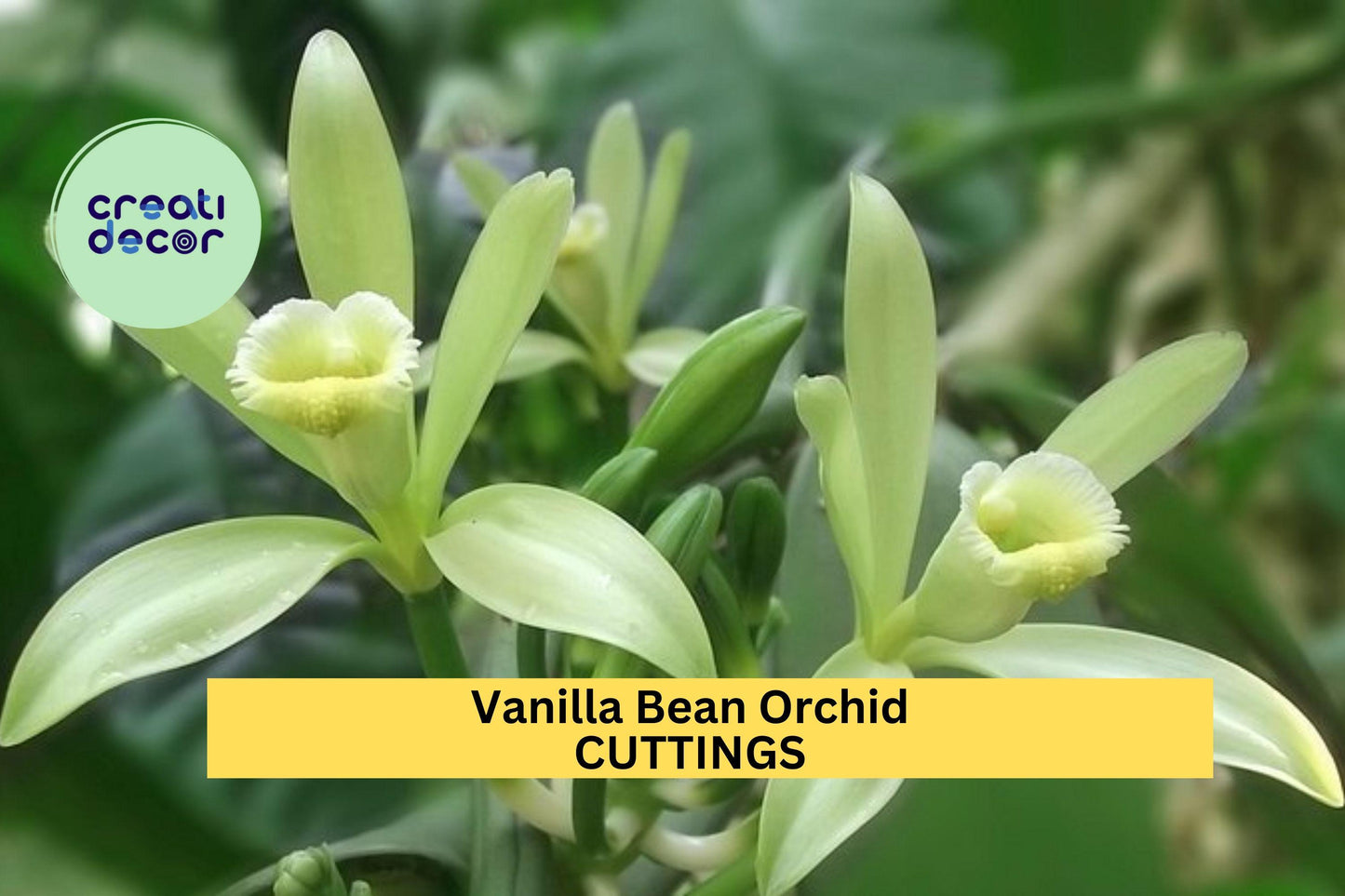 Vanilla Bean Orchid Cutting 12” | Unrooted Vanilla planifolia Climbing Vine | Tropical Orchid for Growing Vanilla Beans