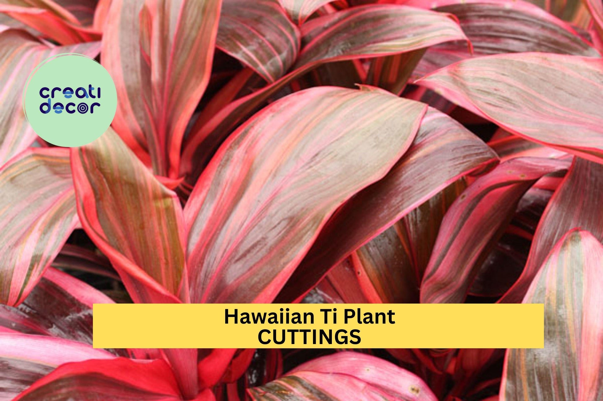 Hawaiian Ti Plant Cuttings | 8 Unrooted Cordyline Fruticosa 5-7" | Colorful Tropical Foliage Starter