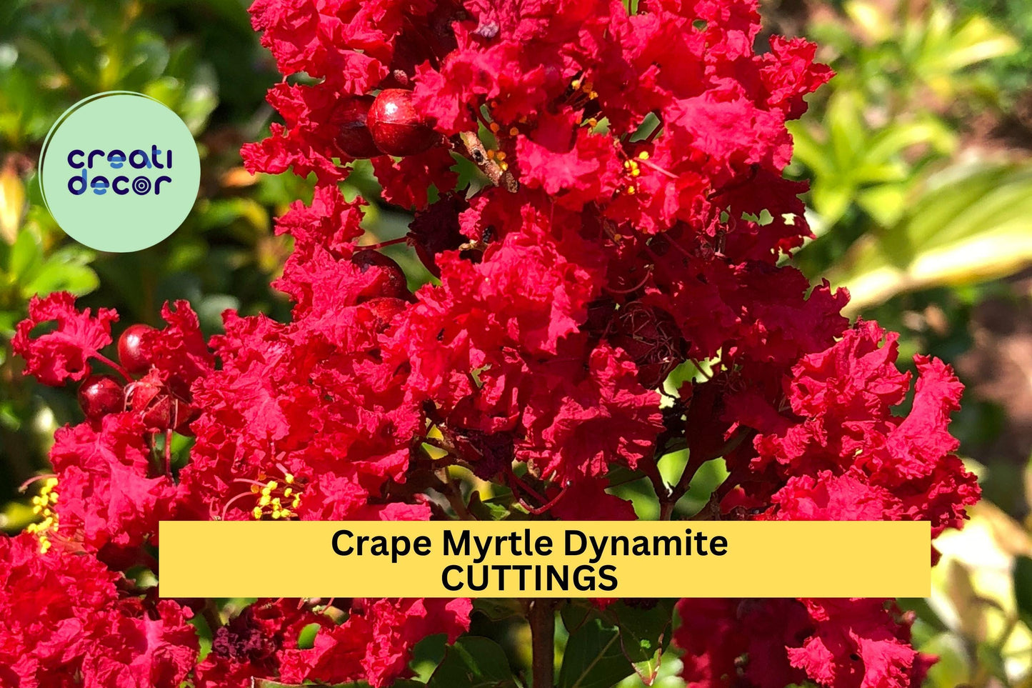 Crape Myrtle ‘Dynamite’ Cuttings – 5 Unrooted Red Flower Tree Propagation Stock – Lagerstroemia indica