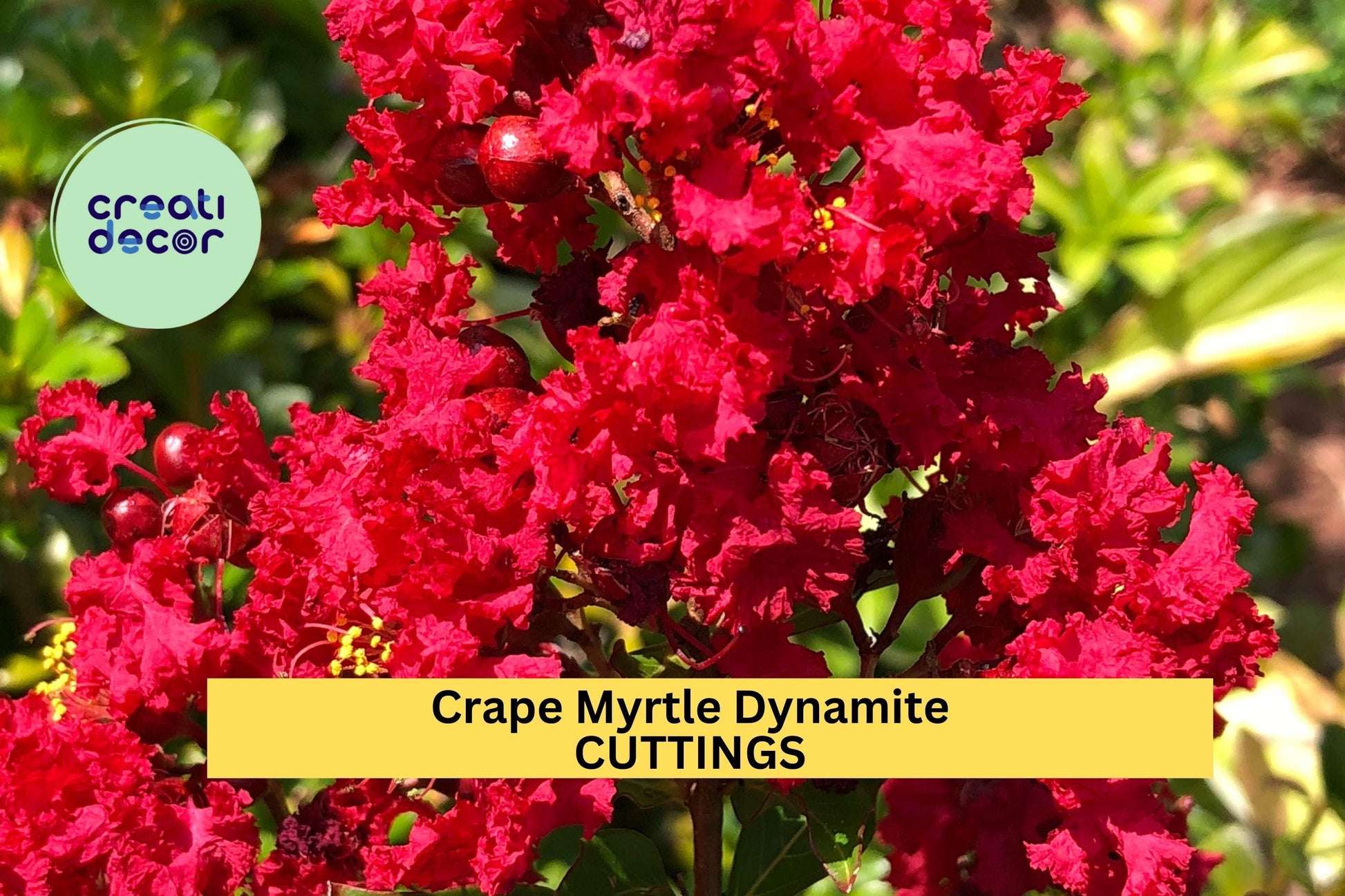 Crape Myrtle ‘Dynamite’ Cuttings – 5 Unrooted Red Flower Tree Propagation Stock – Lagerstroemia indica