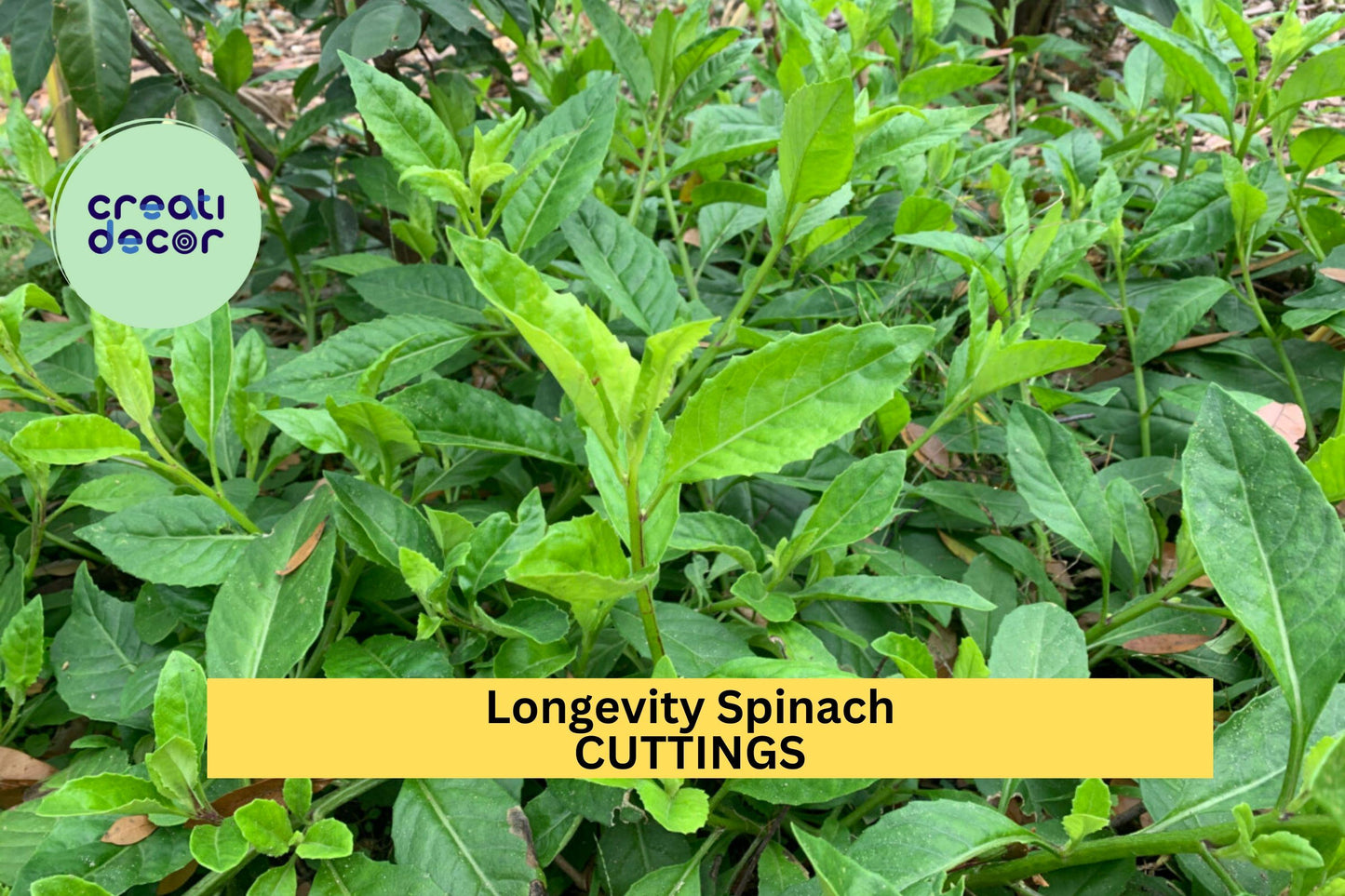 Longevity Spinach Cuttings – Gynura procumbens, Perennial Green Leafy Vegetable, Warm Climate Indoor Outdoor Plant