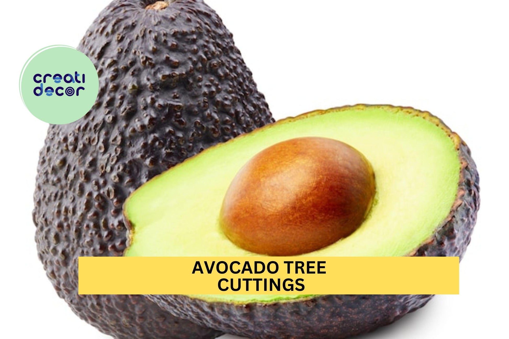Avocado Tree Cuttings – Set of 3 for Grafting or Rooting | Persea americana Propagation Material
