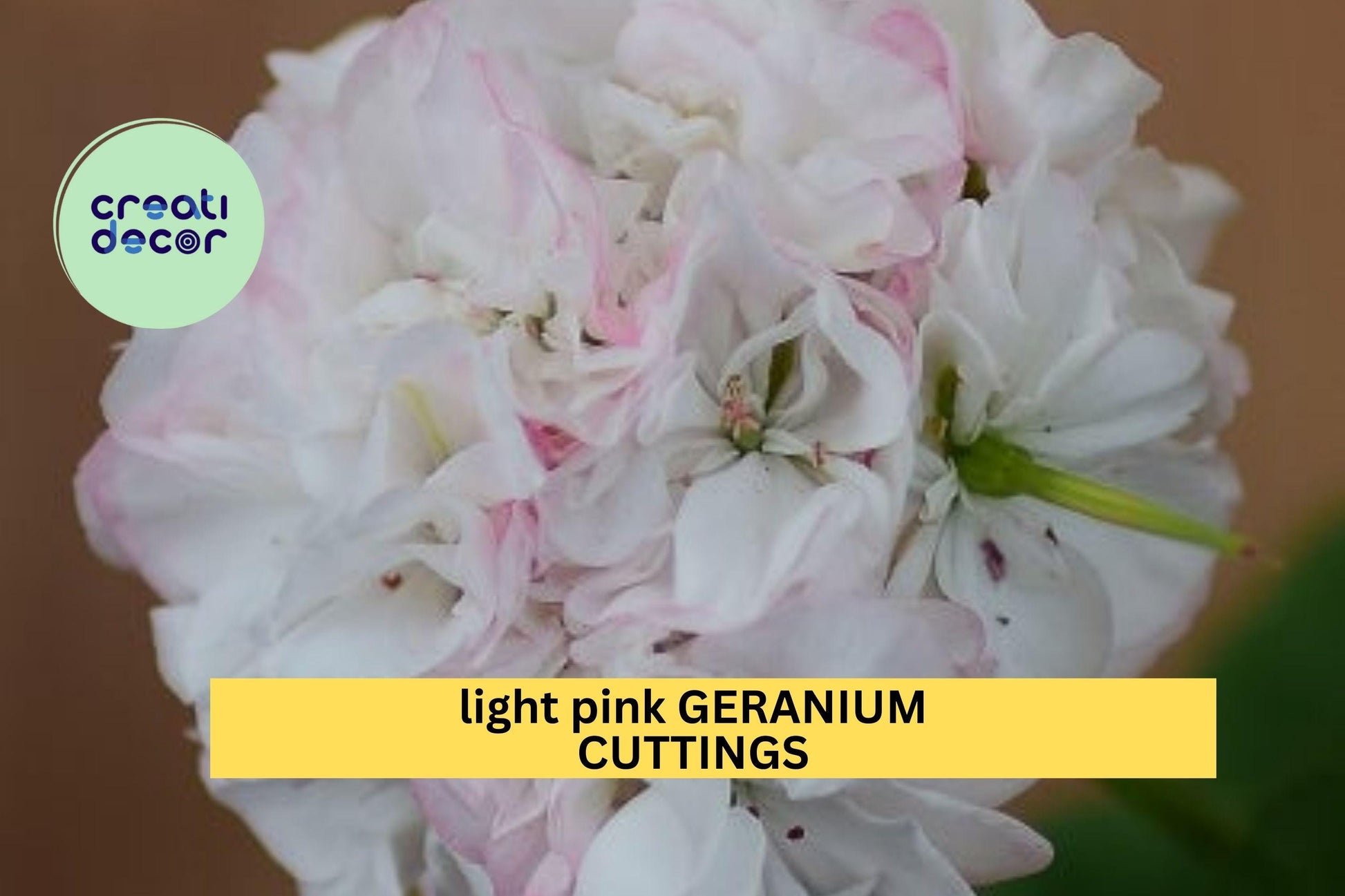 White-Pink Geranium Cuttings – 6" Pelargonium spp. Flowering Plant for Garden, Pots, and Borders