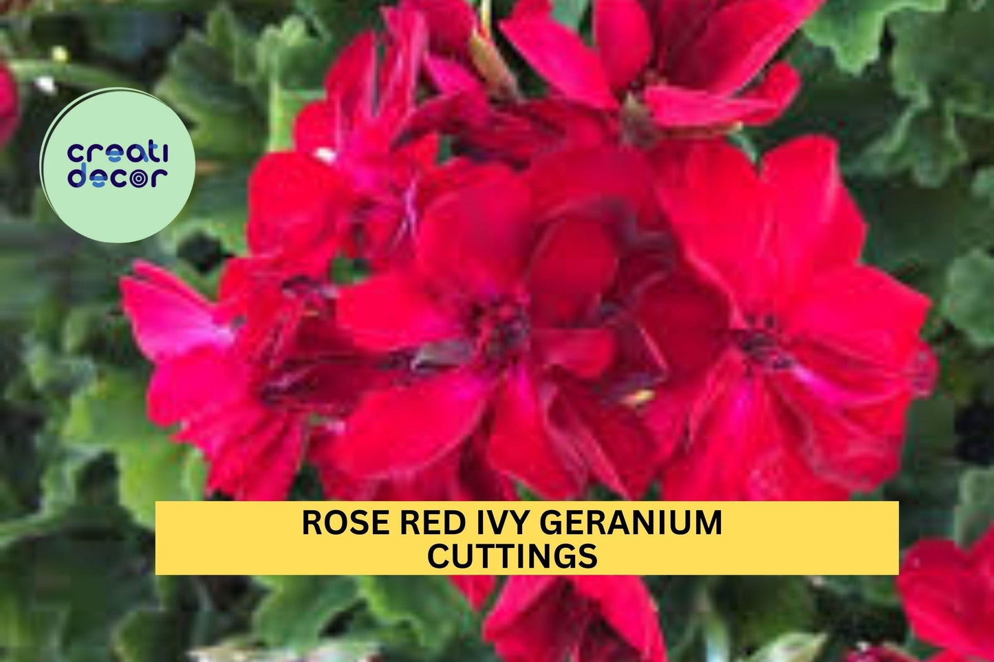 3 Rose Red Ivy Geranium Cuttings – Pelargonium peltatum, Trailing Flowering Plant for Hanging Baskets & Containers