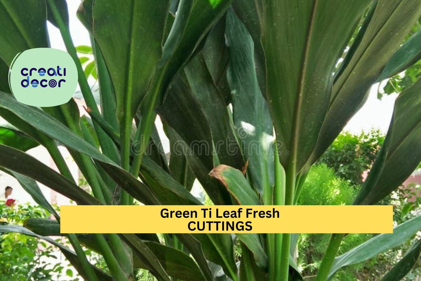 Hawaiian Green Ti Leaf Cuttings – 6" Unrooted Stem Logs for Tropical Landscaping, Potted Plants, Cordyline fruticosa