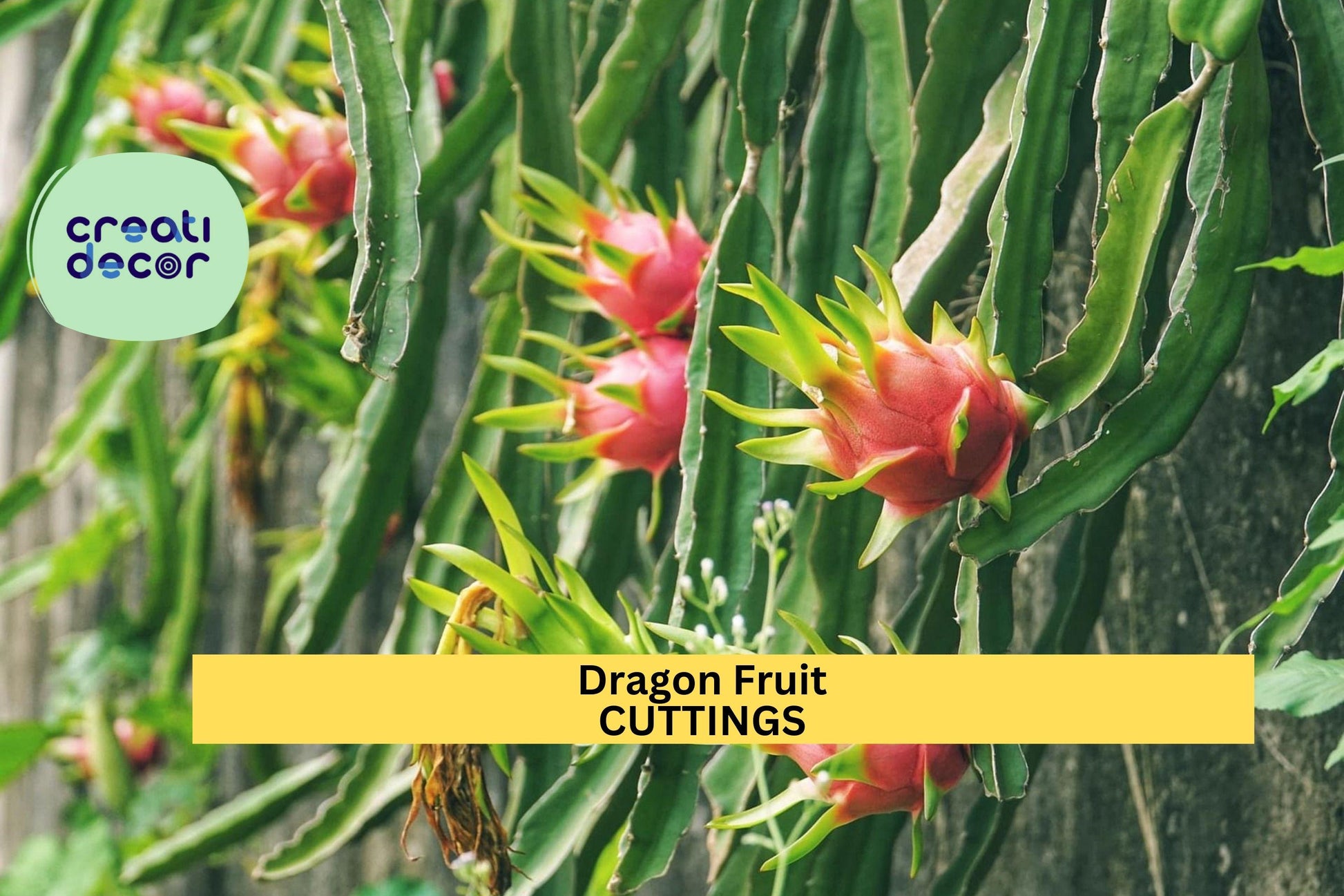 Dragon Fruit Cuttings ‘Orejona’ | Hylocereus undatus | Unrooted Stem for Pots & Trellises