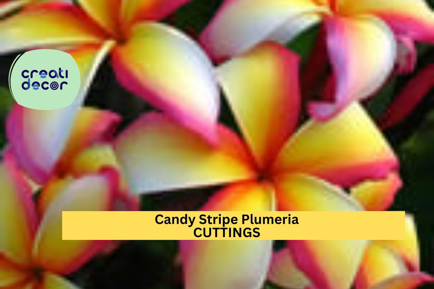 Candy Stripe Plumeria Cutting – 10" Unrooted Stem, Tropical Frangipani, Plumeria rubra, Striped Petals, Fragrant Flowers
