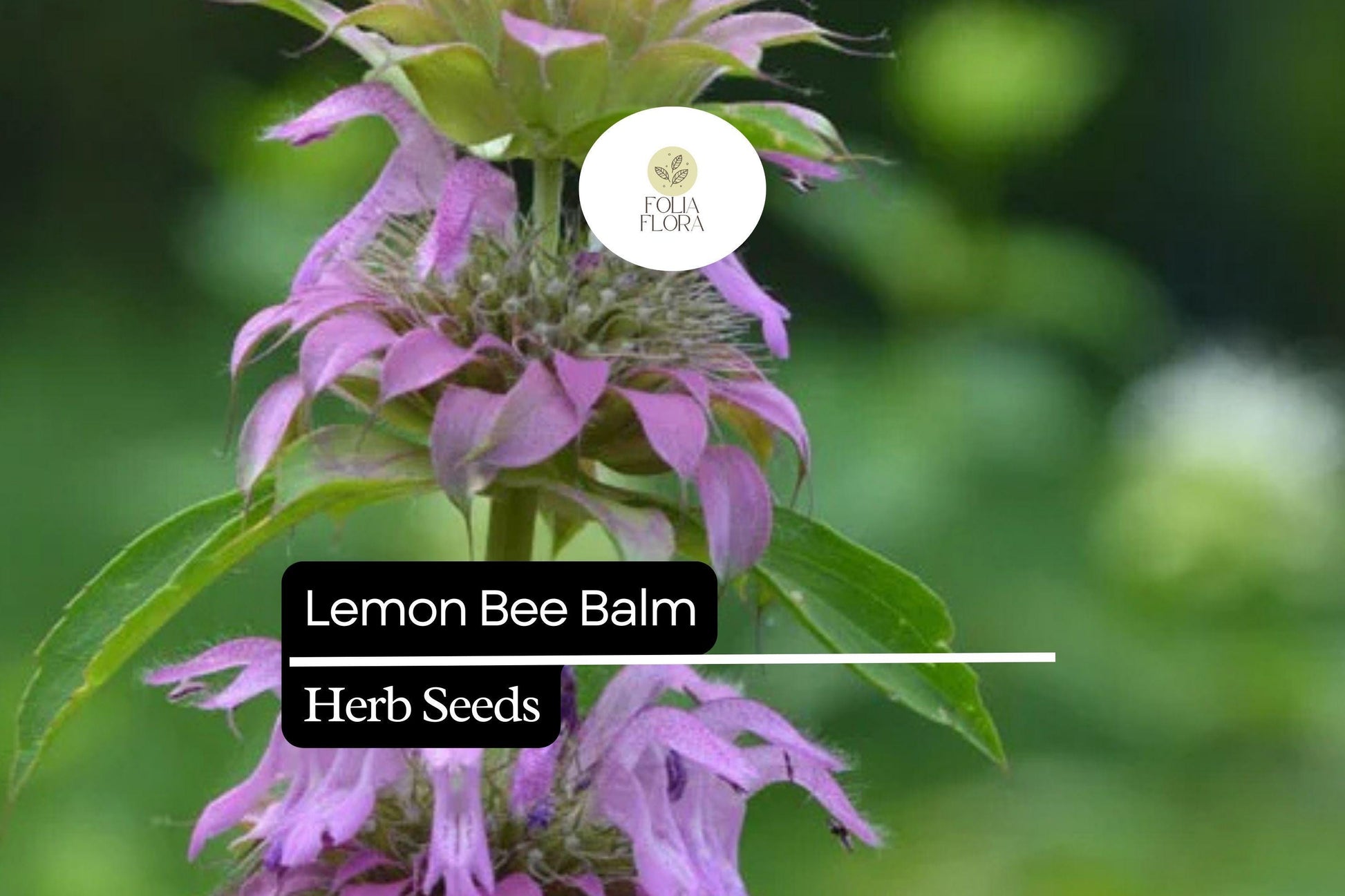 Lemon Bee Balm Seeds, Fragrant Pollinator Herb, Lavender-Purple Blooms, Monarda citriodora, 25 Seeds