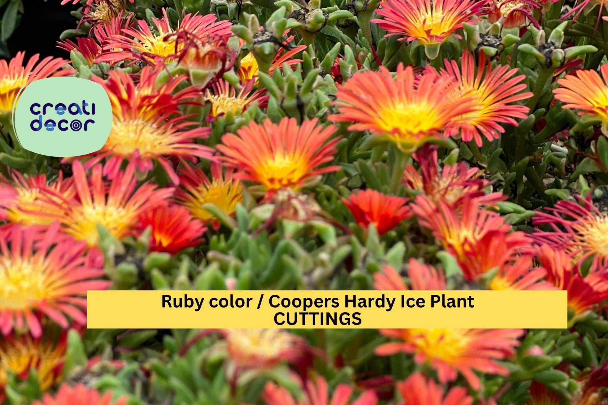 10 Ruby Ice Plant Cuttings – Delosperma cooperi Succulent Ground Cover for Sunny Slopes, Rock Gardens, Borders