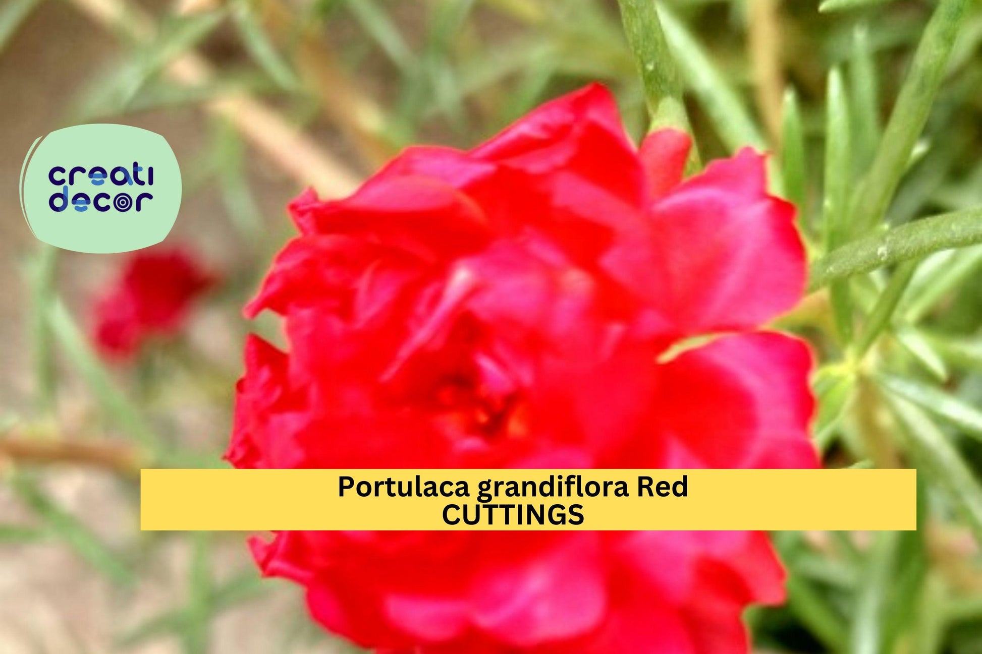 Portulaca grandiflora “MERAH” Unrooted Cuttings – 5-Color Red Mix, Drought-Tolerant Summer Flowering Plant