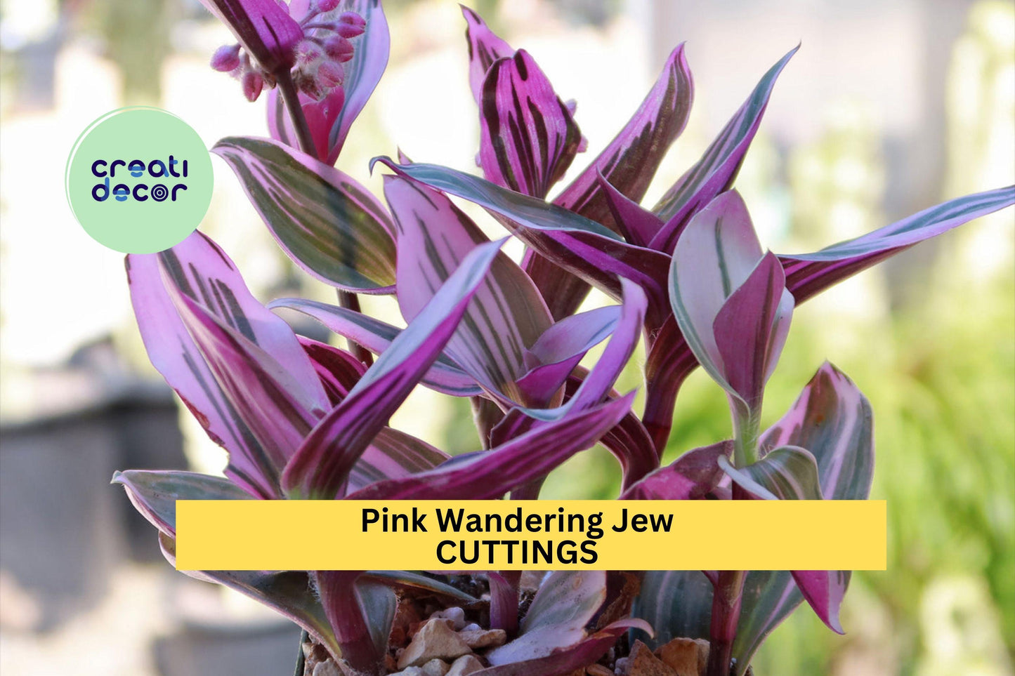 Tradescantia Nanouk Cutting – Unrooted Pink, Purple, Green Variegated Houseplant Propagation Stems