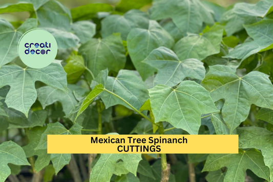 10 Organic Chaya Cuttings – Cnidoscolus aconitifolius Mexican Tree Spinach for Propagation, Tropical Perennial Shrub, Edible Landscaping