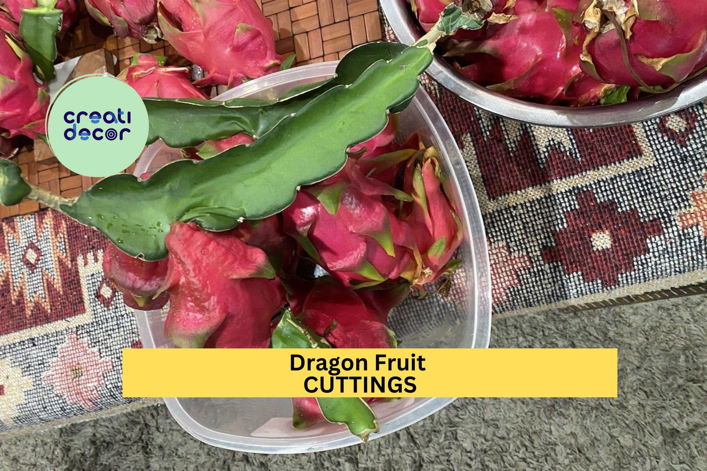 10 Unrooted Dragon Fruit Cuttings – Hylocereus Vining Cactus for Propagation, Pots & Trellises