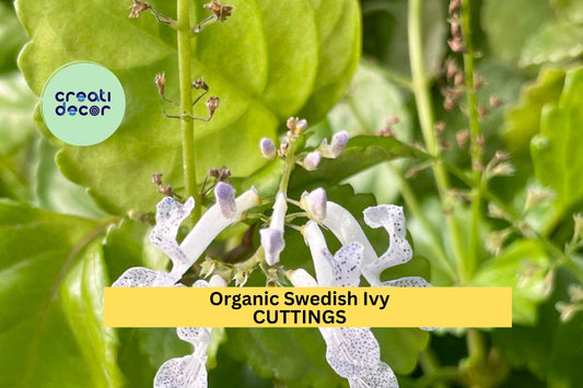 10 Organic Swedish Ivy Cuttings – Unrooted Plectranthus verticillatus Trailing Houseplant for Pots & Hanging Baskets