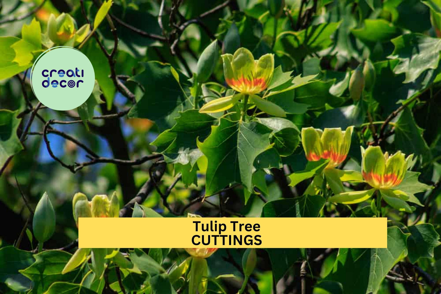 6+ Tulip Tree Cuttings – Liriodendron tulipifera Unrooted Stems for Propagation, Ornamental Shade Tree, Native Landscaping