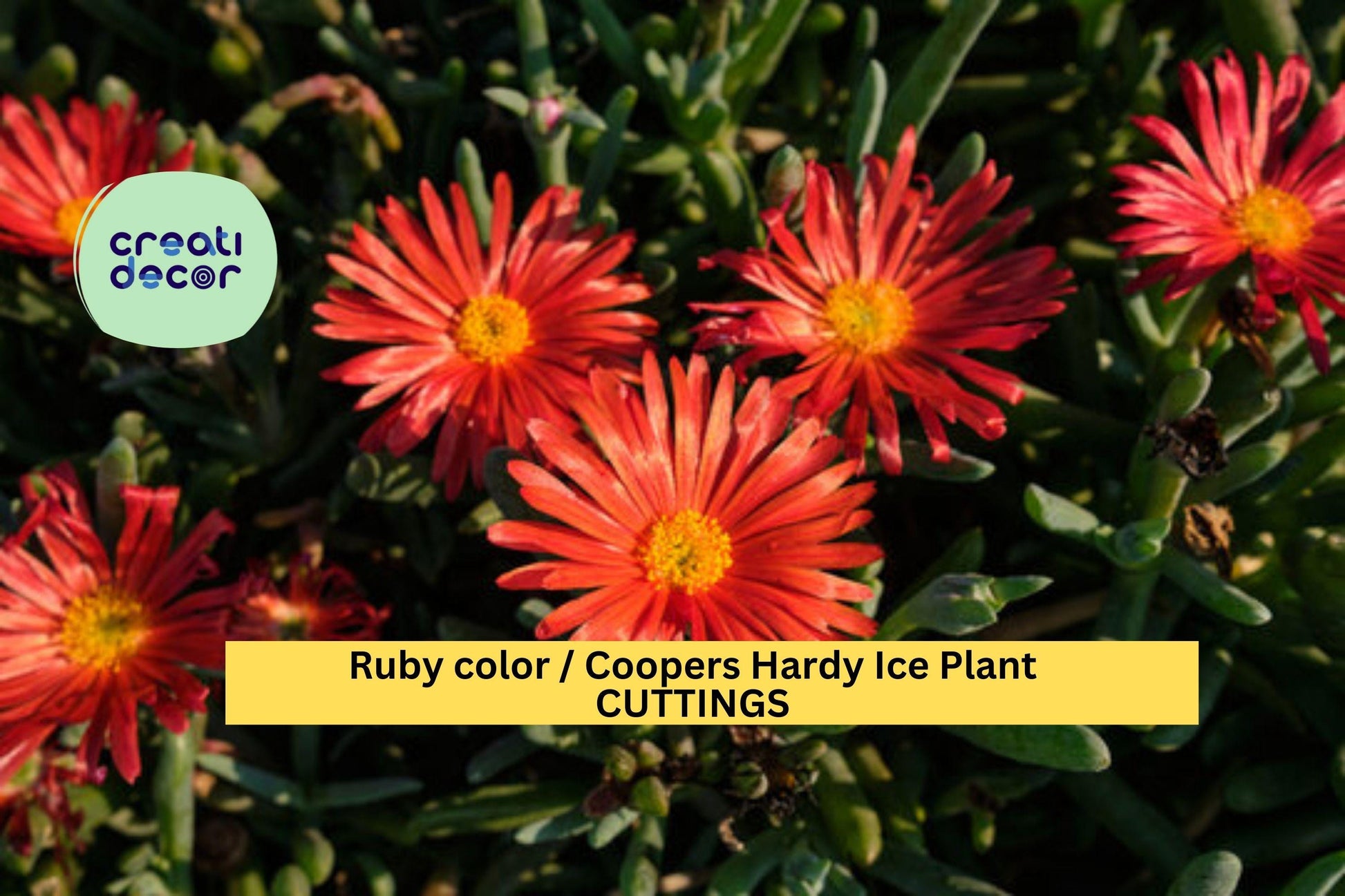 10 Ruby Ice Plant Cuttings – Delosperma cooperi Succulent Ground Cover for Rock Gardens & Drought Tolerance