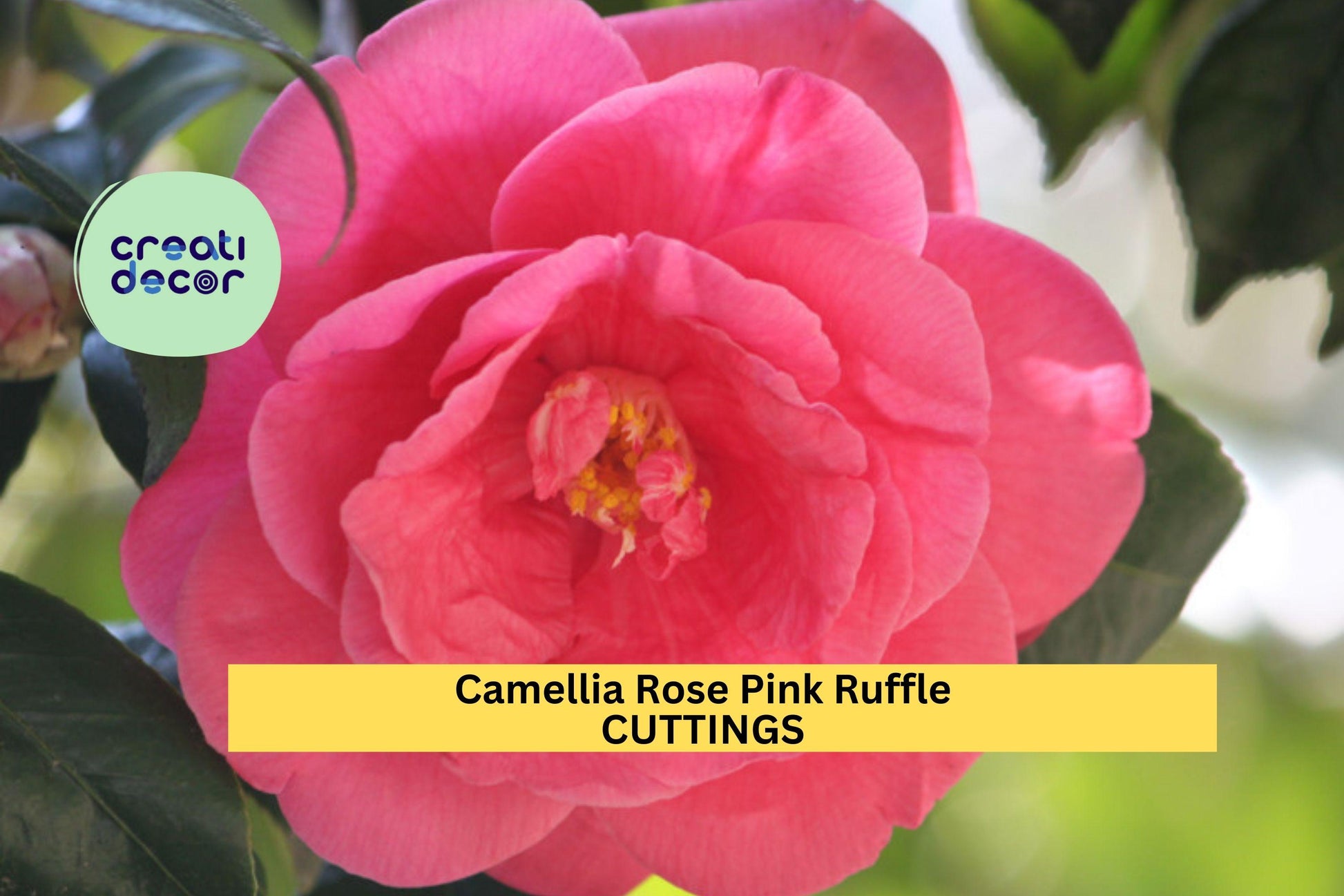 Camellia Flowering Shrub Cuttings | Rose Pink Ruffle | Camellia japonica | Unrooted Plant for Garden & Container