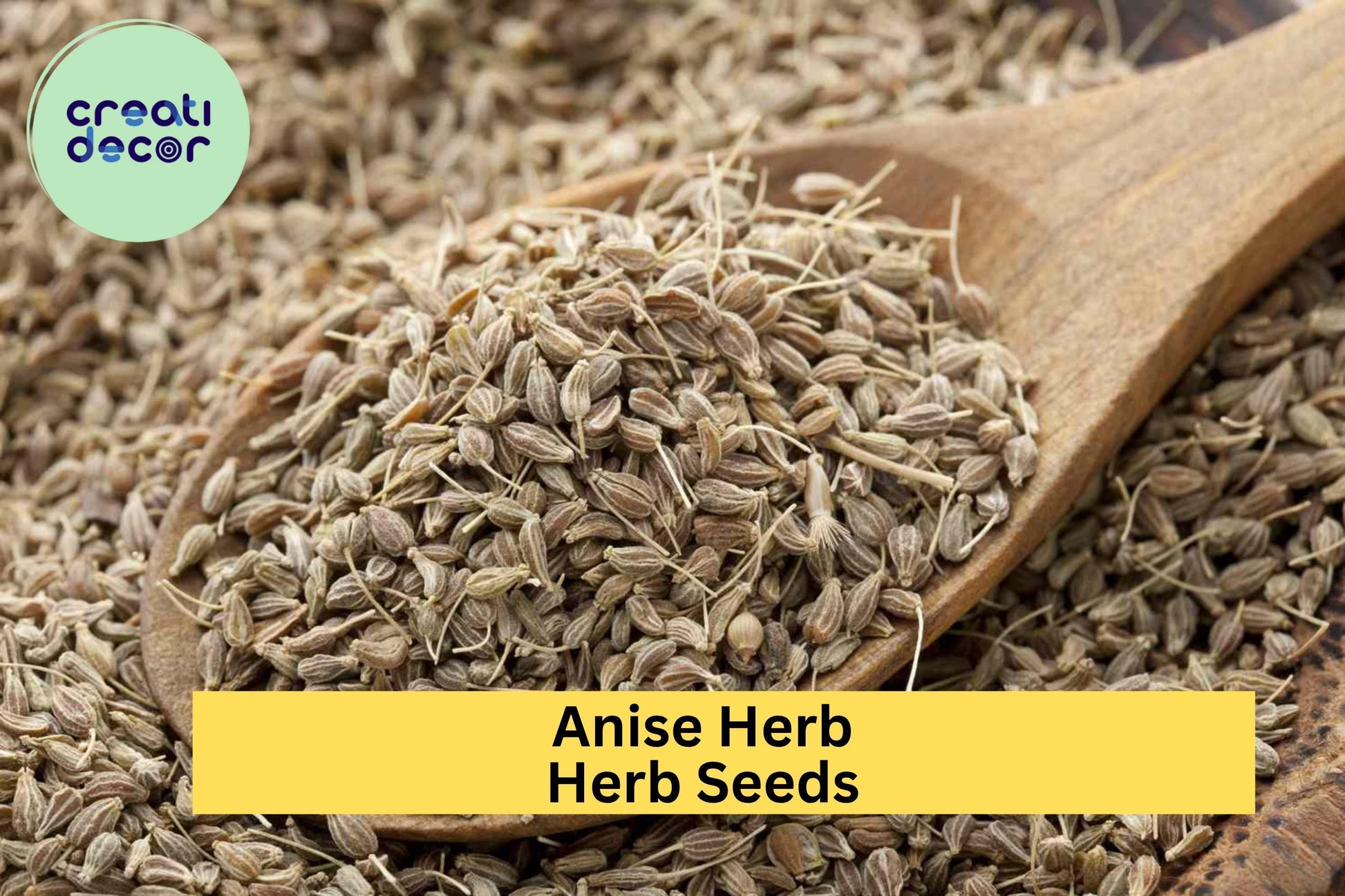 3pcs of 250mg Anise Herb Seeds – Aromatic Licorice-Scented Culinary & Tea Herb – Pimpinella anisum for Home Gardens